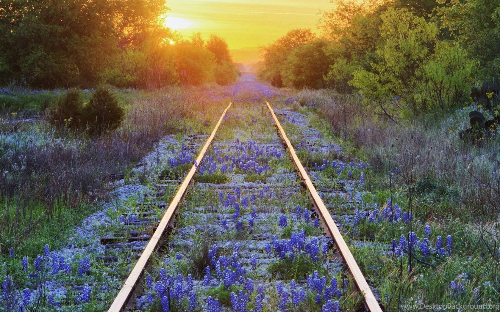 1680x1050 Texas Railroad Tracks Covered In Bluebonnet Flowers Wallpaper Desktop Background