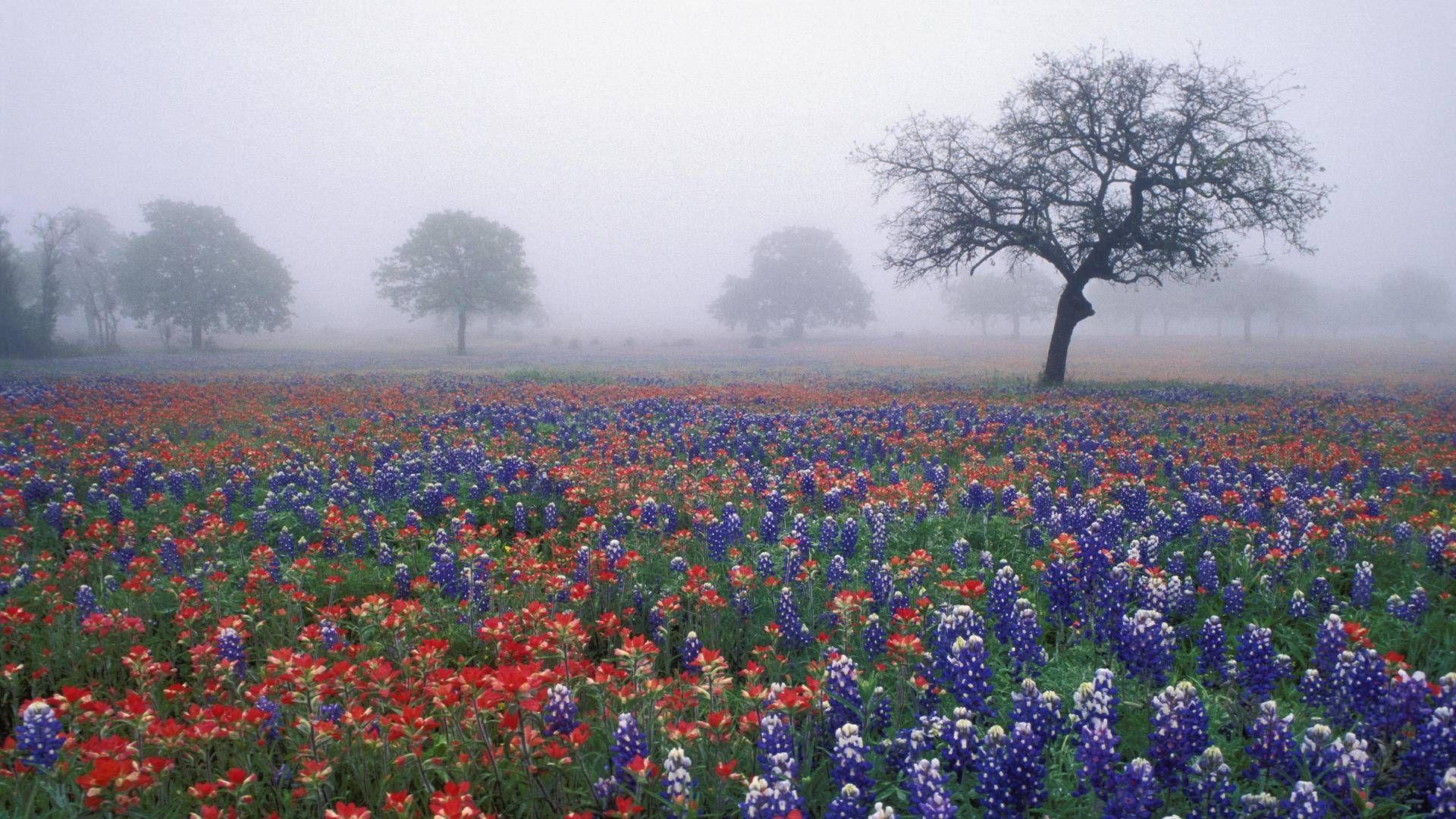 1920x1080 Texas HD Wallpaper Background Wallpaper 1600×1200 Texas Wallpaper (40 Wallpaper). Adorable Wallpaper. Wild flowers, Blue bonnets, Flower field