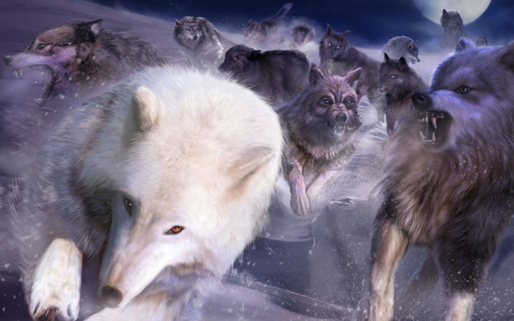 1680x1050 Wolf Wallpaper and Background Imagex1050