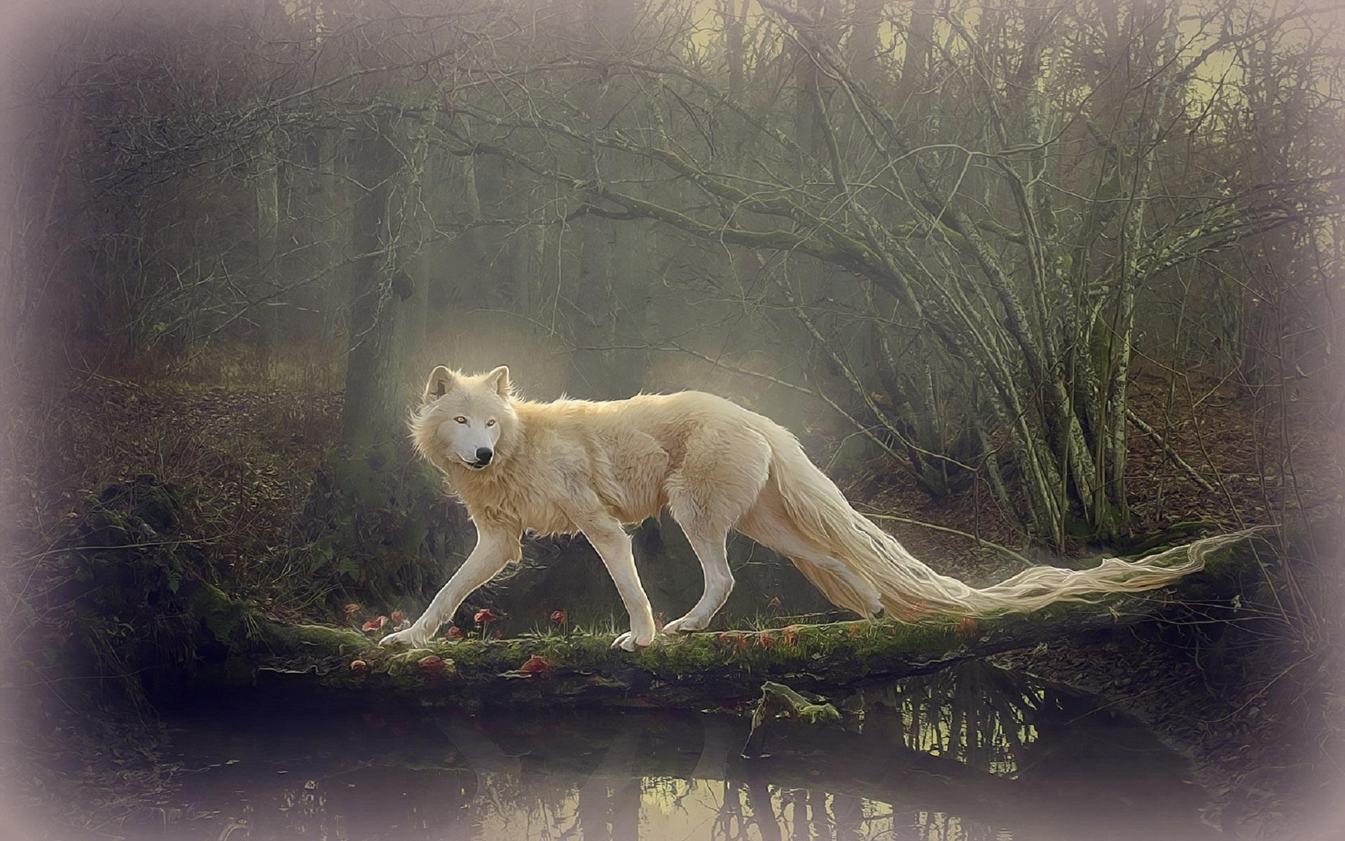 1920x1200 Beautiful White Wolf Wallpaper HD Wallpaper HD. Wolf wallpaper, Wolf background, Beautiful wolves