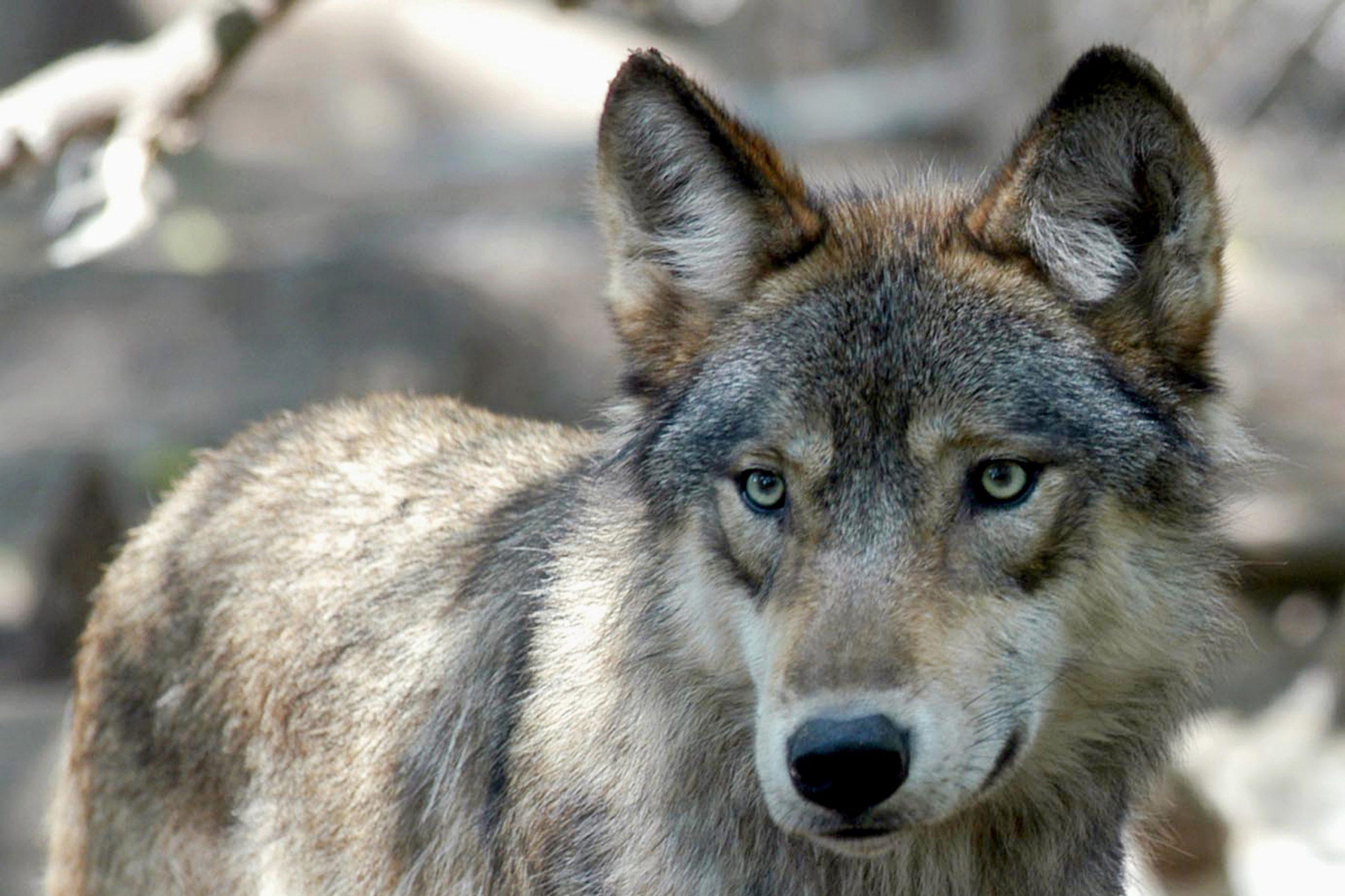 2560x1706 Wolf Wallpaper