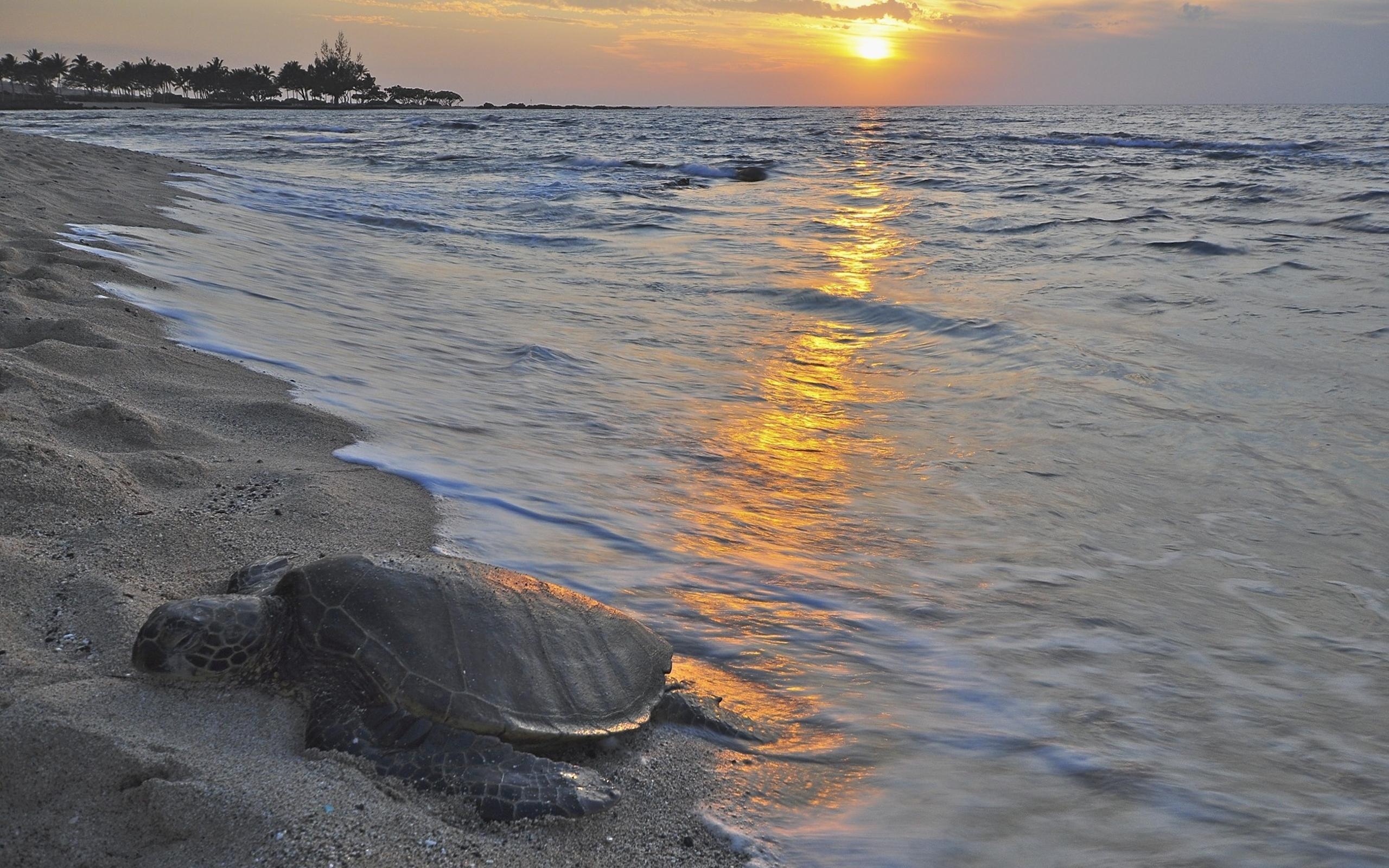 2560x1600 Honu Turtle in North Kona Big Island Hawaii