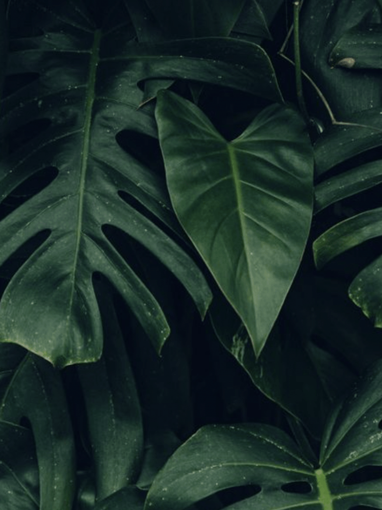 768x1024 Aesthetic Tropical Wallpaper, HD Aesthetic Tropical Background on WallpaperBat