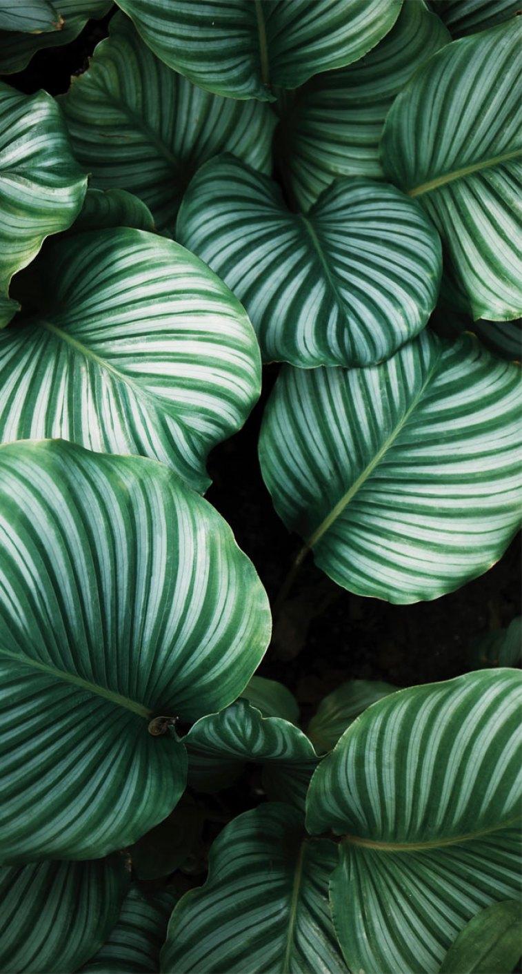 757x1411 Tropical Leaves, Botanicals, Leaf Phone Wallpaper