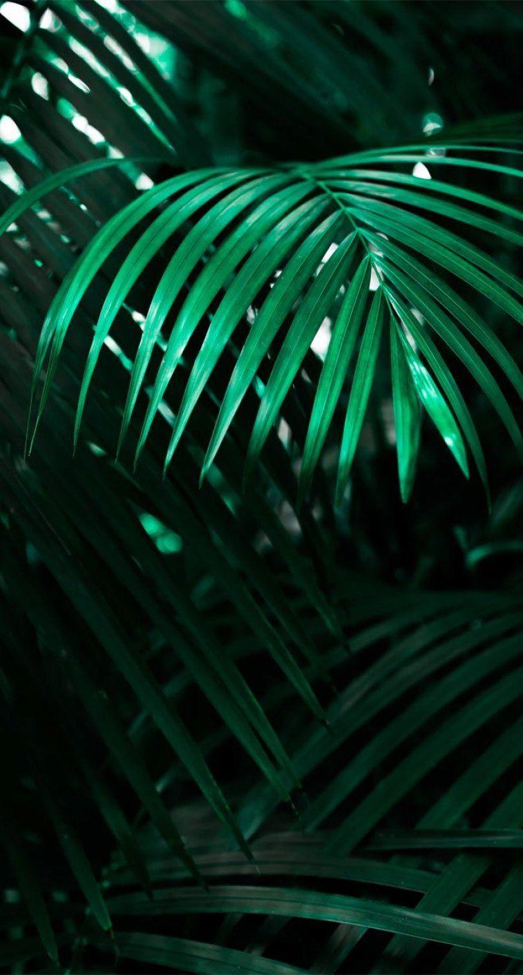 757x1411 Tropical Leaves HD Phone Wallpaper