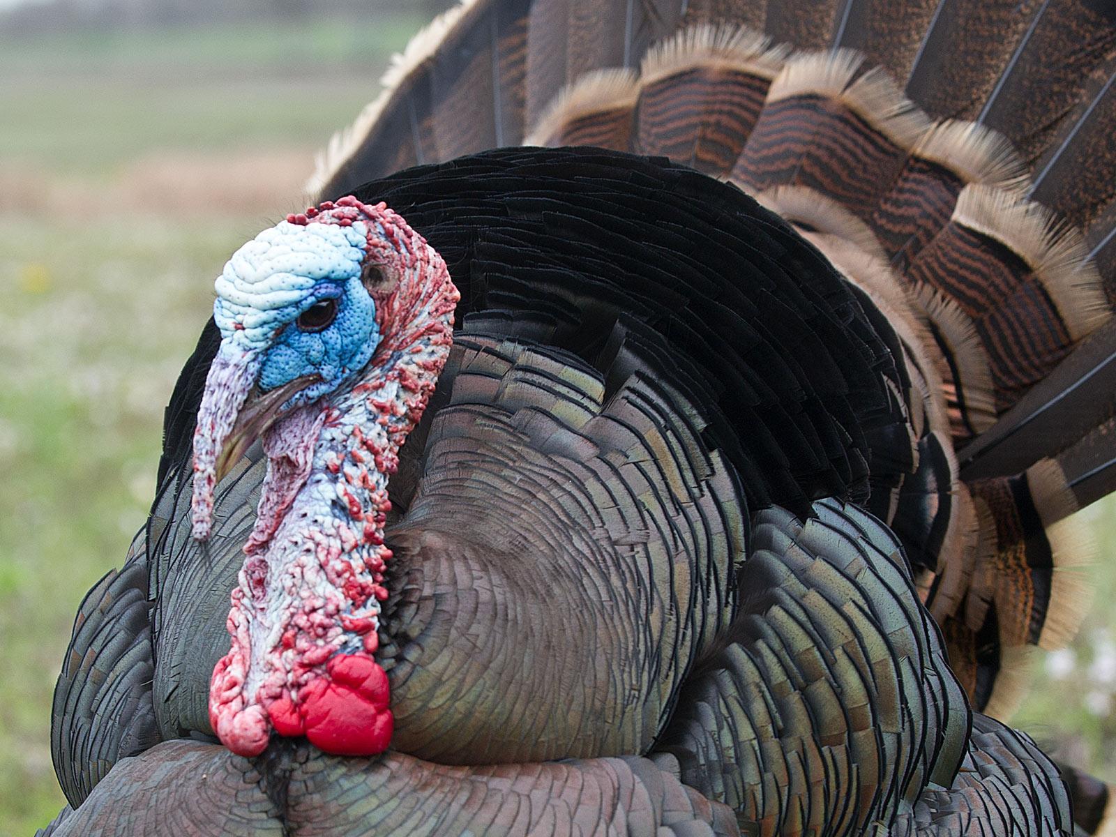 1600x1200 Turkey Gobble Gobble Meme HD Wallpaper
