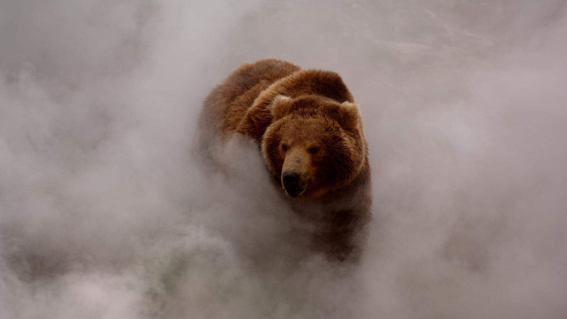 1920x1080 Smokey Bear