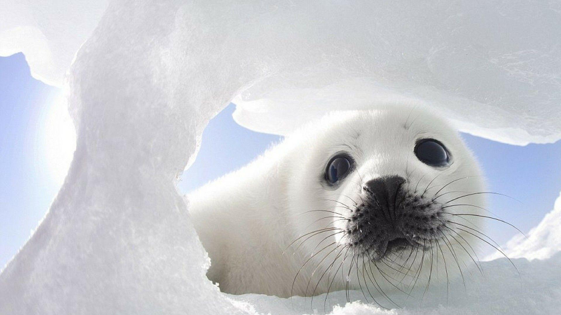 1920x1080 Harp Seal Wallpaper