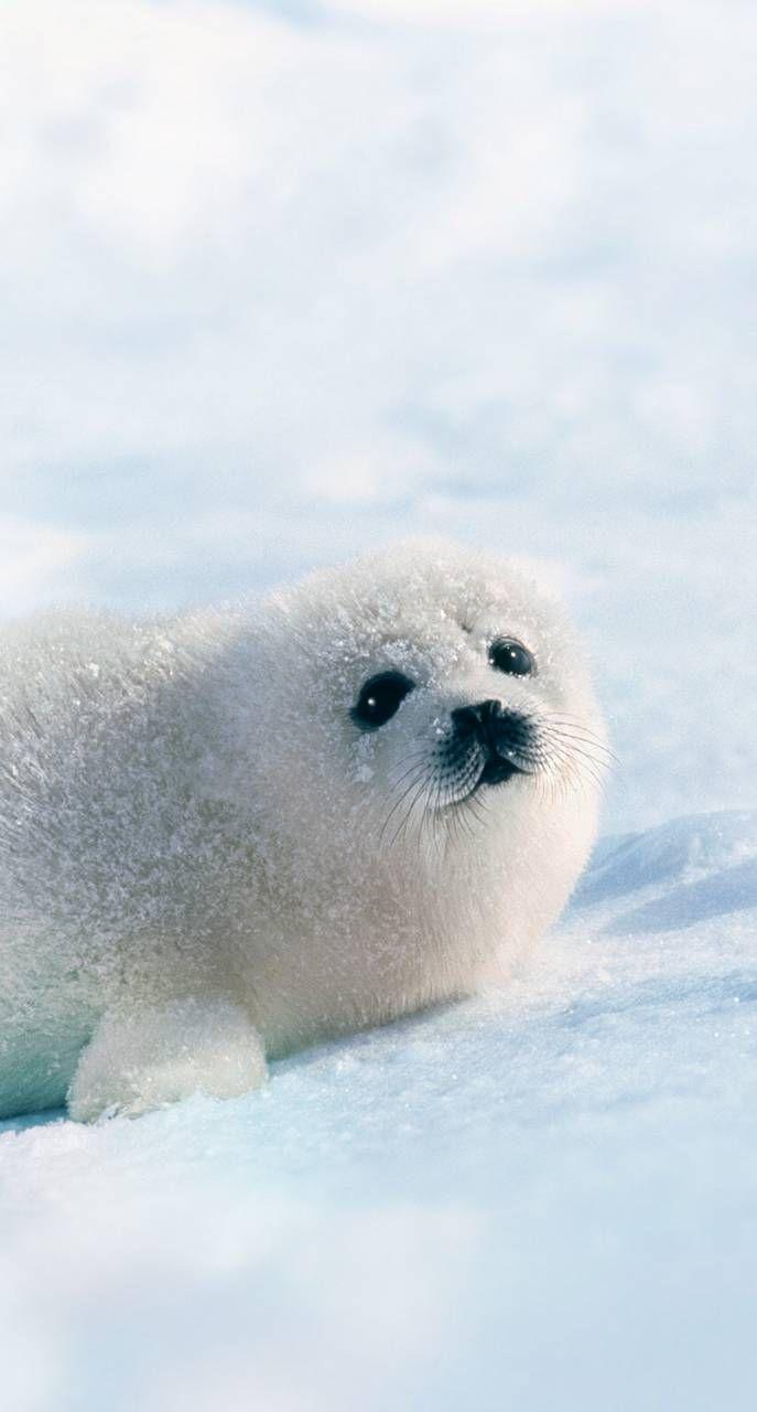 687x1280 White Seal. Cute baby animals, Cute animals, Cute seals