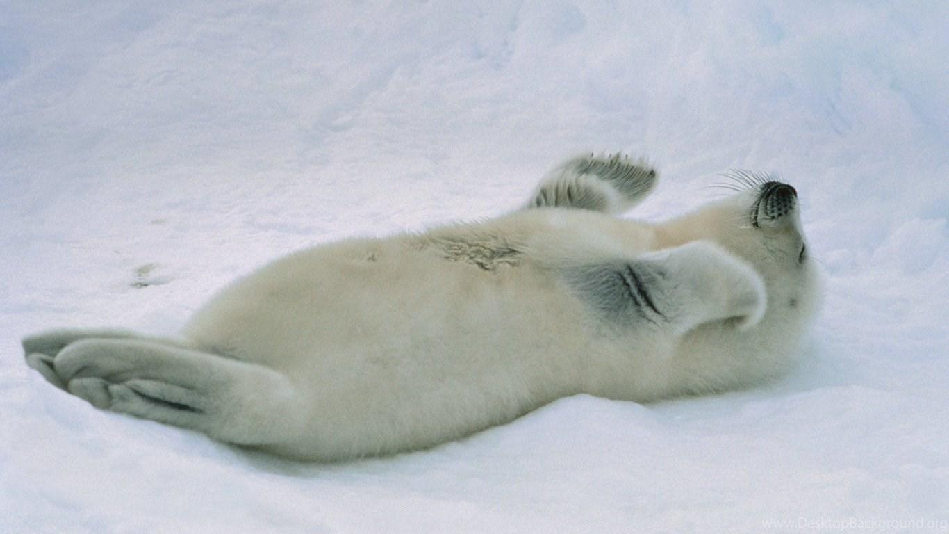 1366x768 Harp Seal Desktop Wallpaper Desktop Background