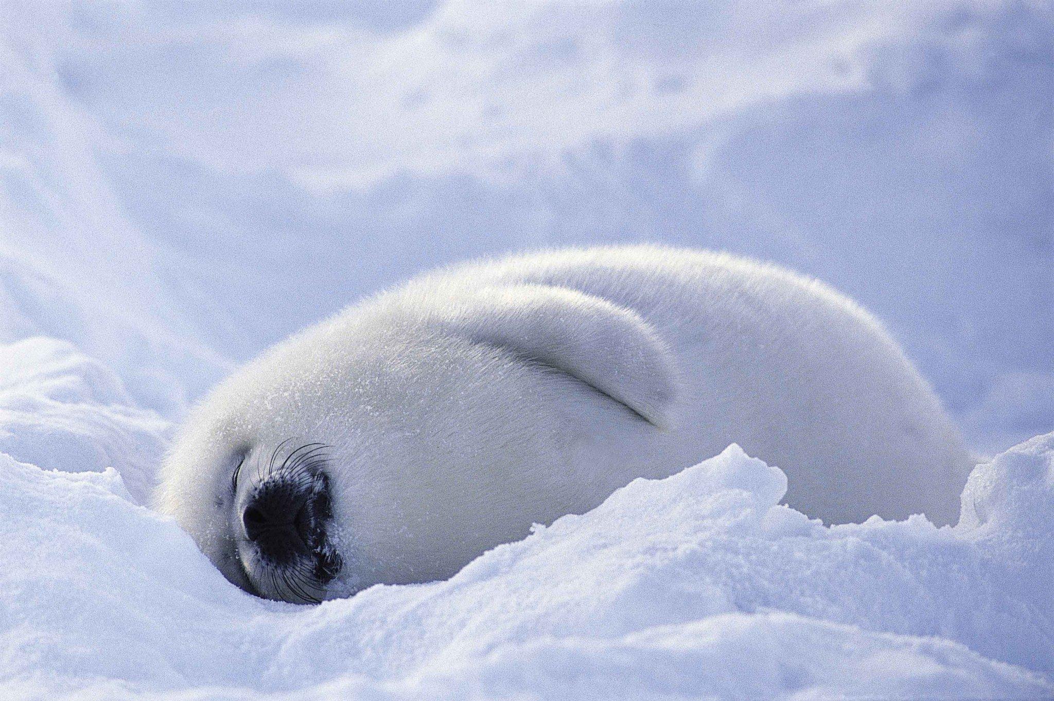 Baby Harp Seal Wallpapers Top Free Baby Harp Seal Backgrounds