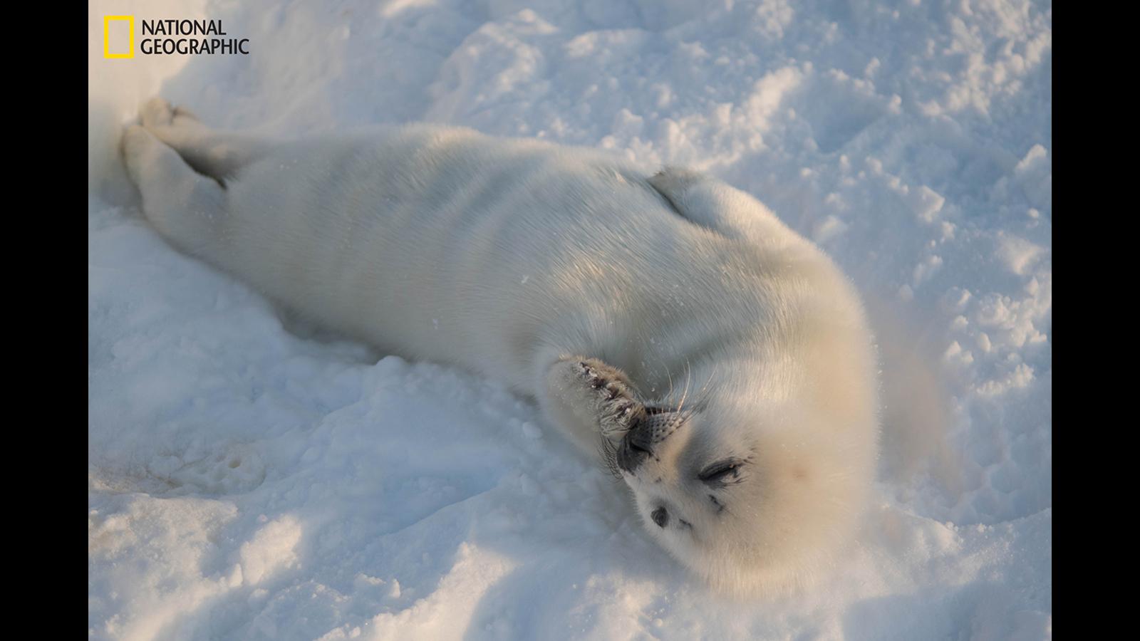 1600x900 Heartbreaking image show adorable harp seal pups struggle to survive amid melting ice