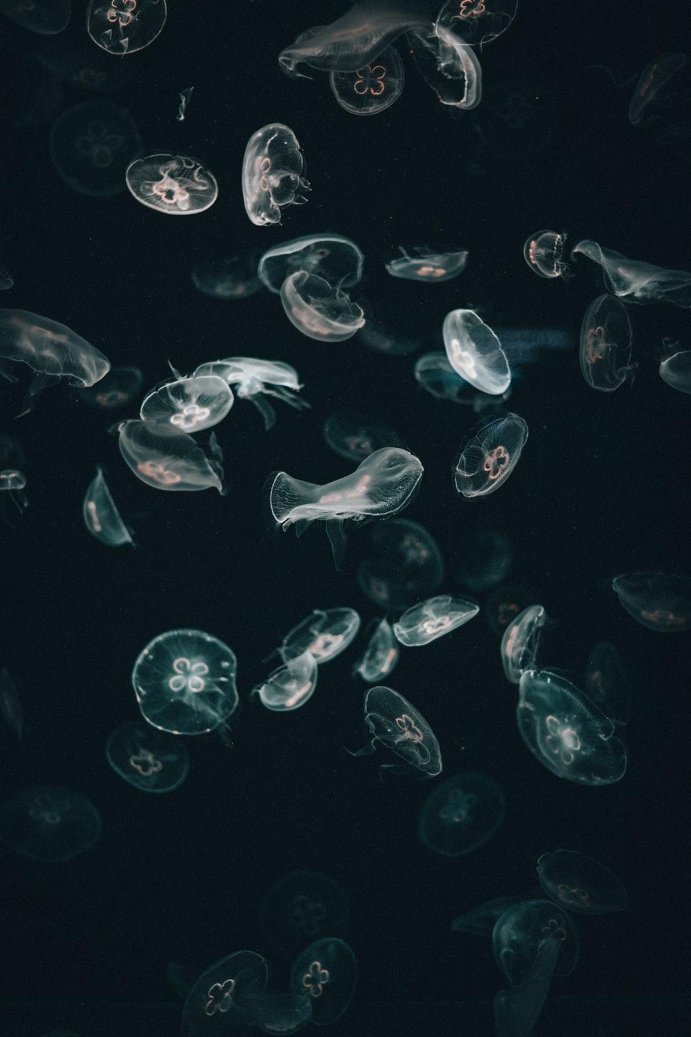 1000x1500 white and black jellyfish on water photo