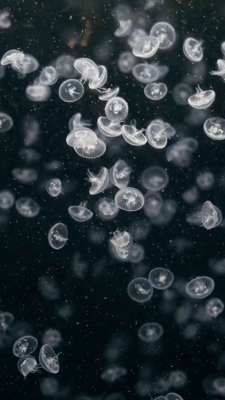 750x1333 Jellyfish Light ideas. jellyfish, ocean creatures, sea creatures