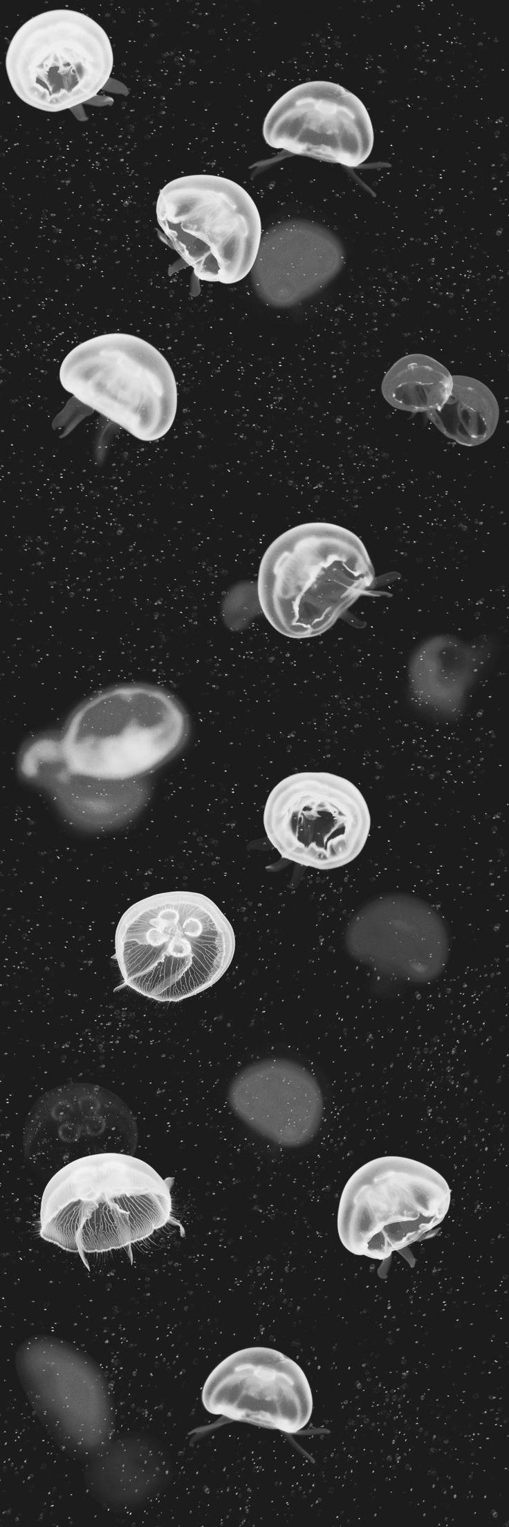 736x2207 Jellyfish by Coordonne : Wallpaper Direct. Dark phone wallpaper, Black aesthetic wallpaper, Black wallpaper