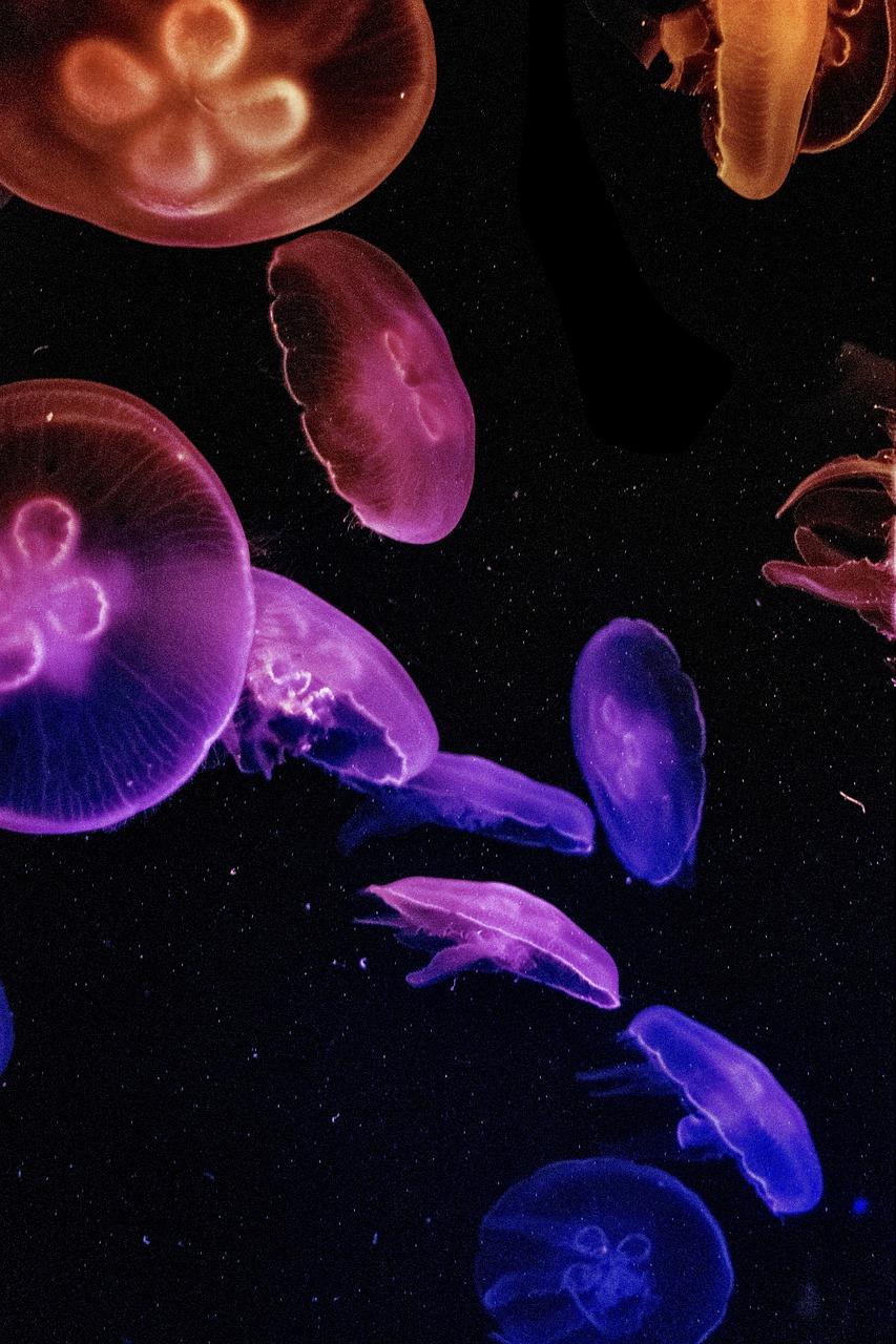 853x1280 Jellyfish Wallpaper Jelly Fish