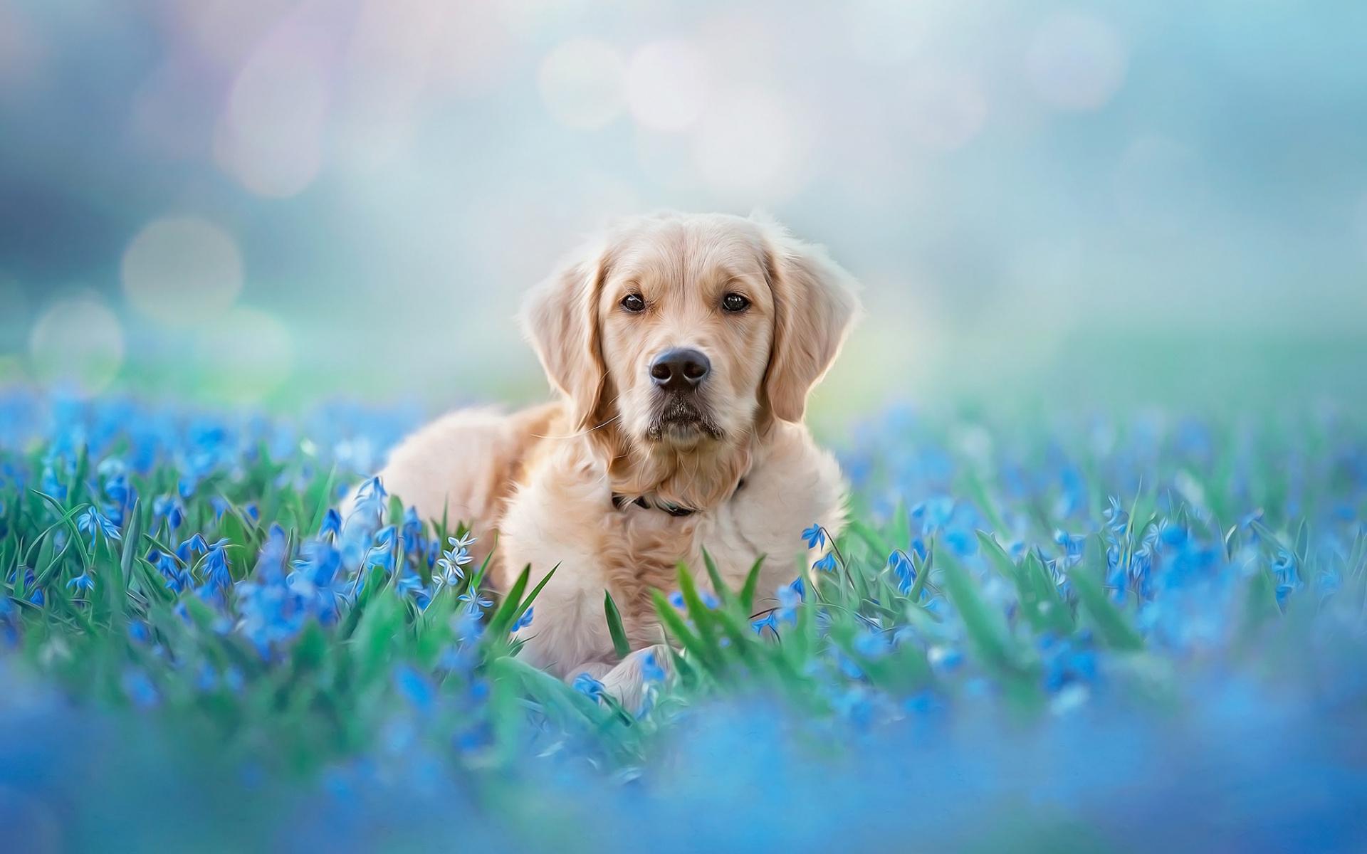 1920x1200 Download Pet animal, dog, meadow, Golden Retriever wallpaper, 1920x Widescreen 16: Widescreen