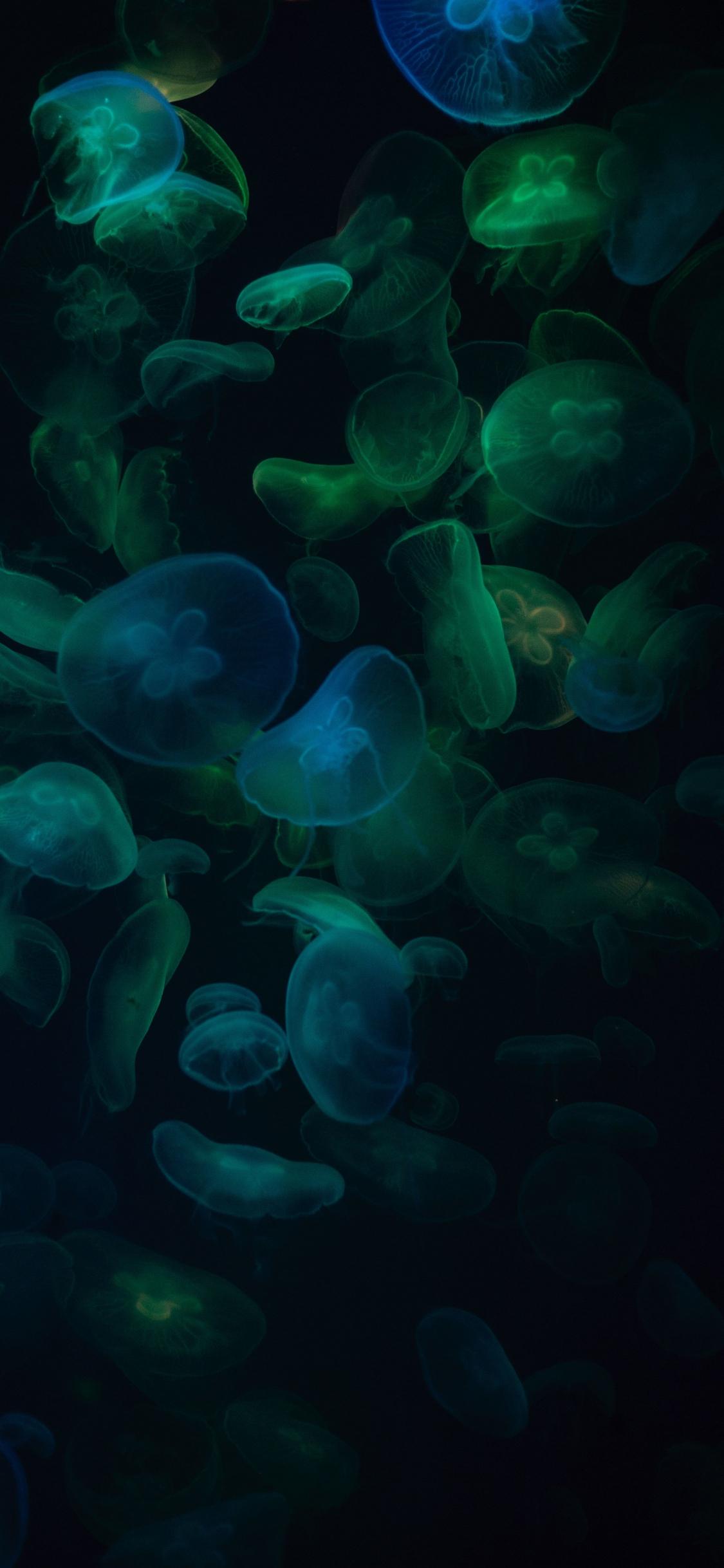 1125x2436 Download 1125x2436 Wallpaper Jellyfish, Green Dark, Transparent, Iphone X 1125x2436 HD Image, Background, 23591