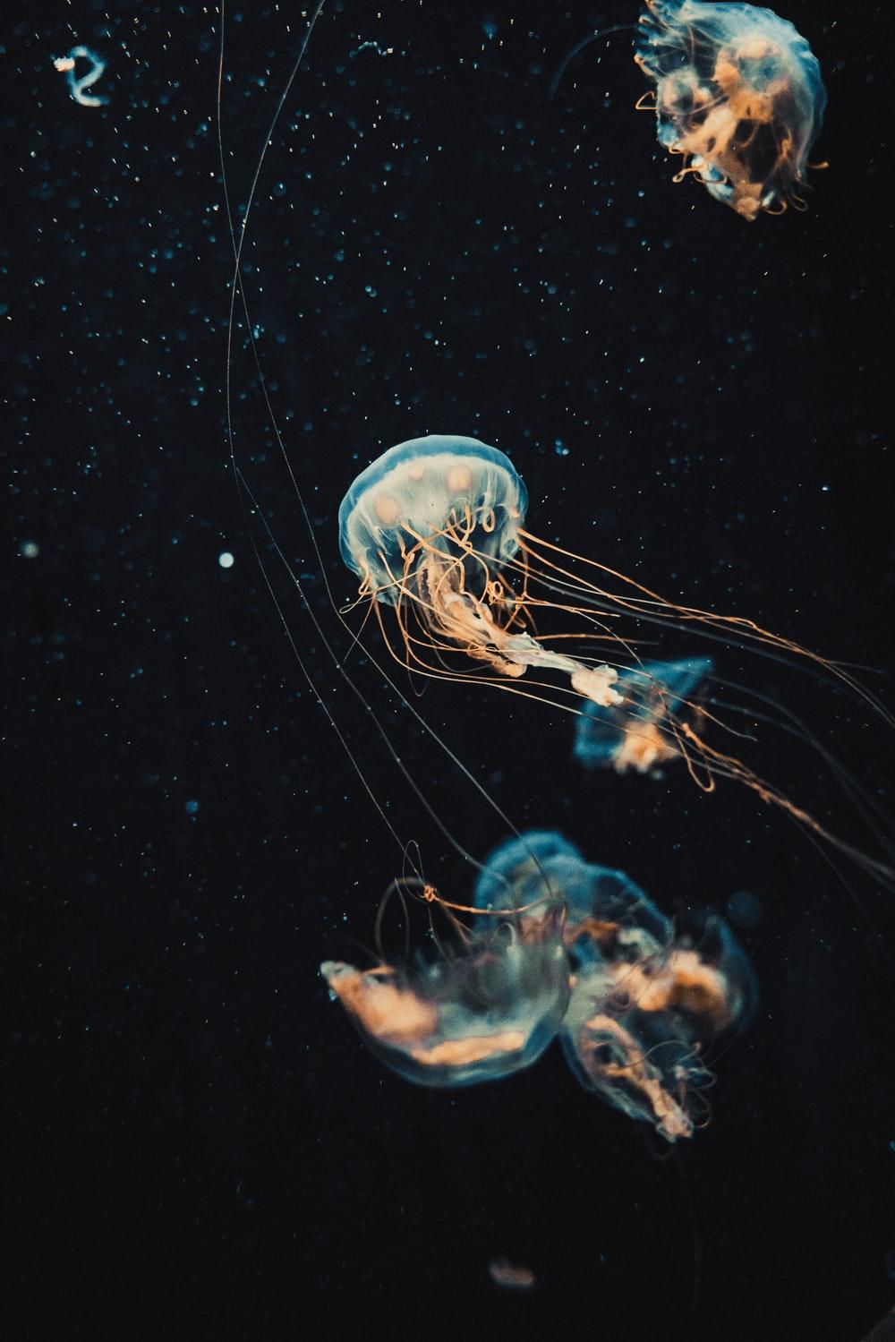 1000x1499 blue jellyfish in water in close up photography photo