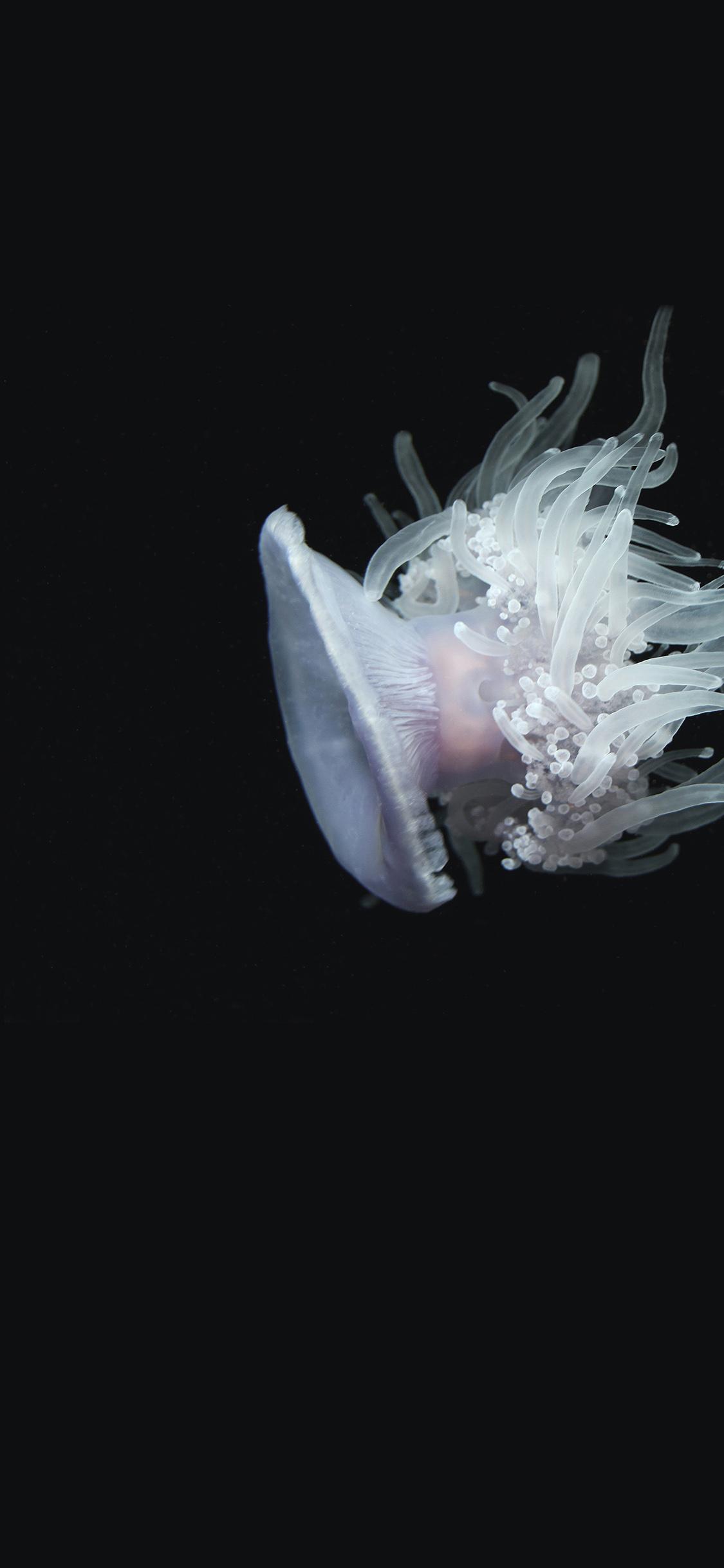 1125x2436 Jellyfish Dark Sea Ocean Animal Wallpaper