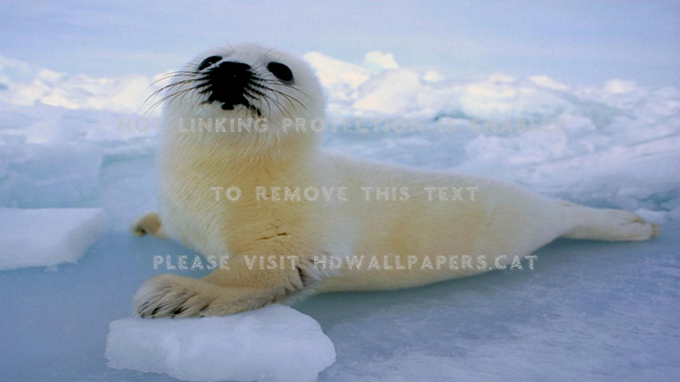 Baby Harp Seal Wallpapers Top Free Baby Harp Seal Backgrounds