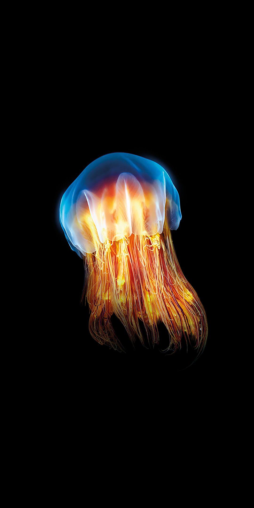 1080x2160 Black Amoled Wallpaper HD 248 Phone Wallpaper Jellyfish