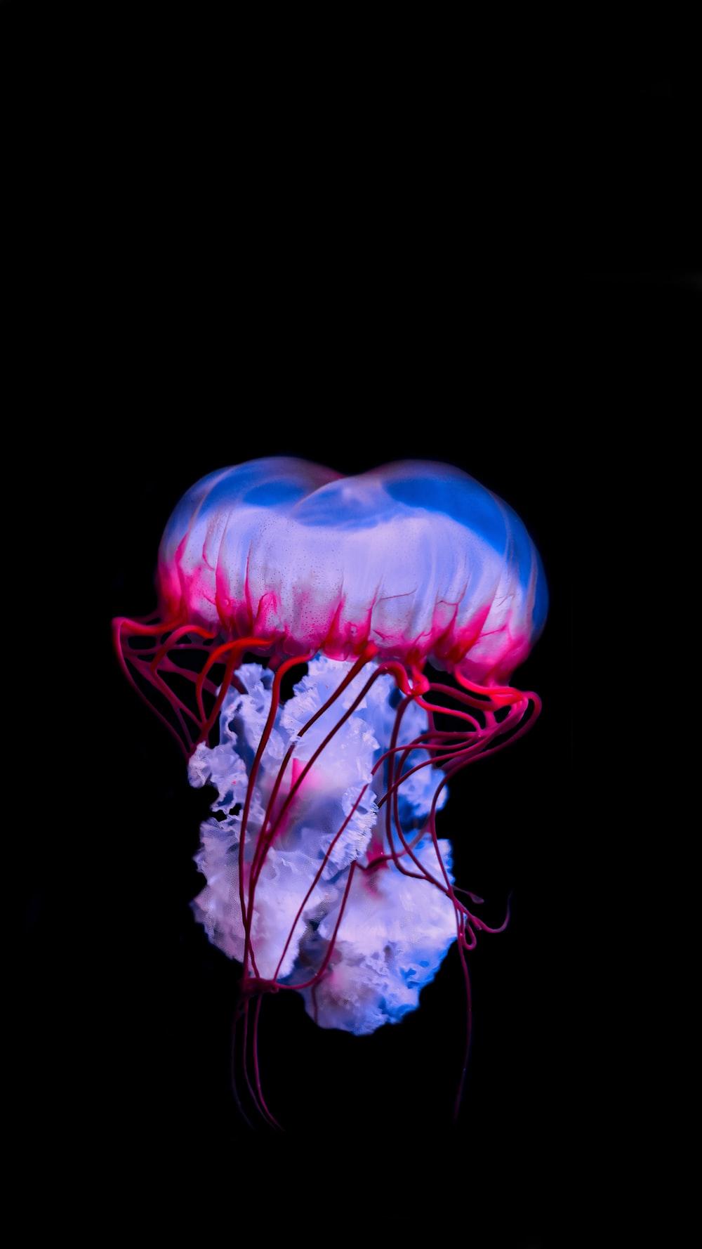 1000x1778 Jellyfish Picture [HD]. Download Free Image
