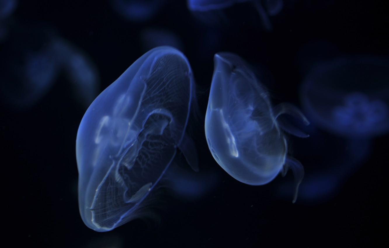1332x850 Wallpaper dark, jellyfish, blue, float image for desktop, section животные