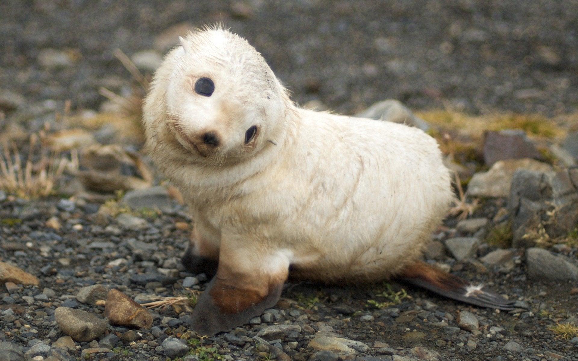 1920x1200 Baby harp seal: pics