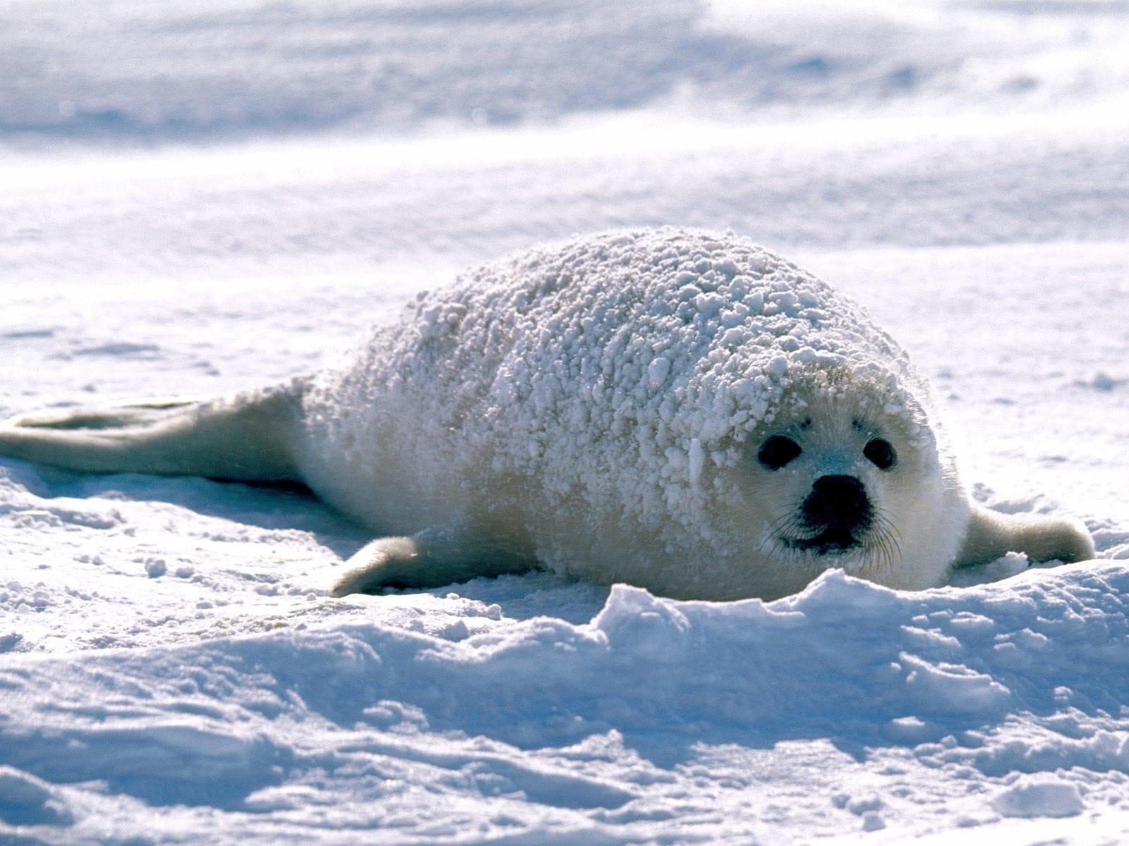 1600x1200 Baby Harp Seal Wallpaper