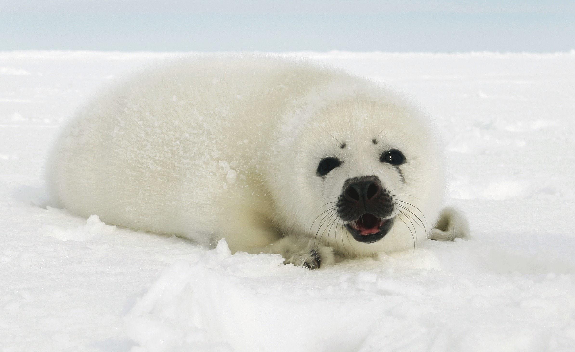 Baby Harp Seal Wallpapers - Top Free Baby Harp Seal Backgrounds ...