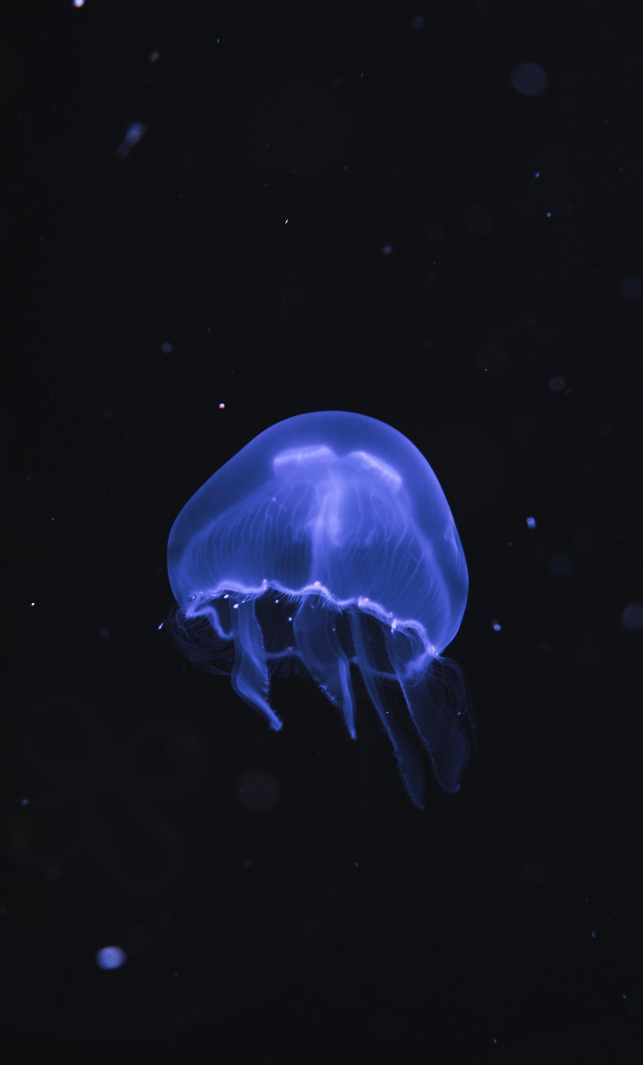 1280x2120 Download 1280x2120 wallpaper blue jellyfish, underwater, dark, fish, iphone 6 plus, 1280x2120 HD image, background, 748