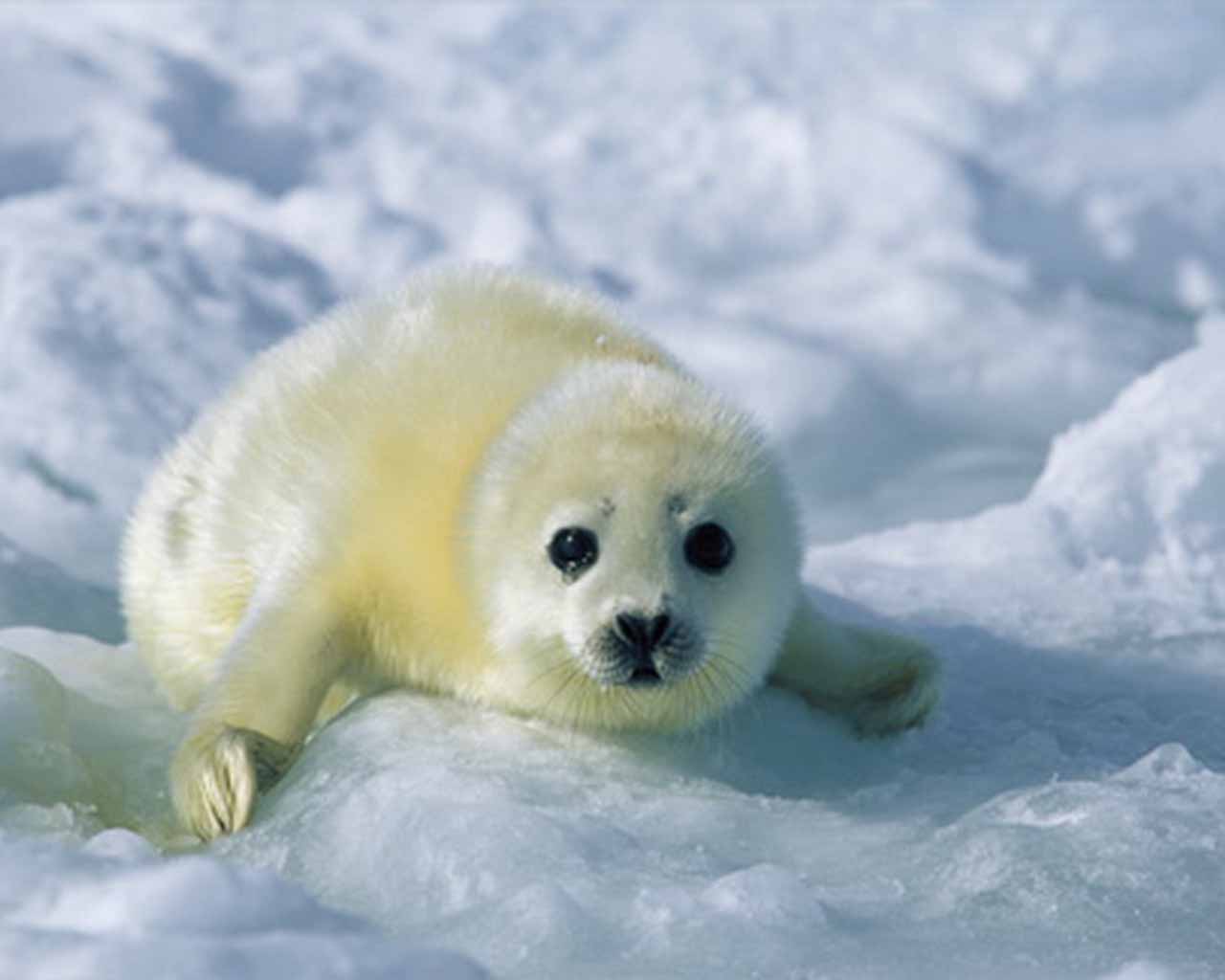 Baby Harp Seal Wallpapers Top Free Baby Harp Seal Backgrounds