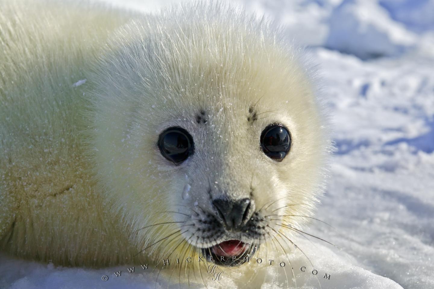 Baby Harp Seal Wallpapers - Top Free Baby Harp Seal Backgrounds ...