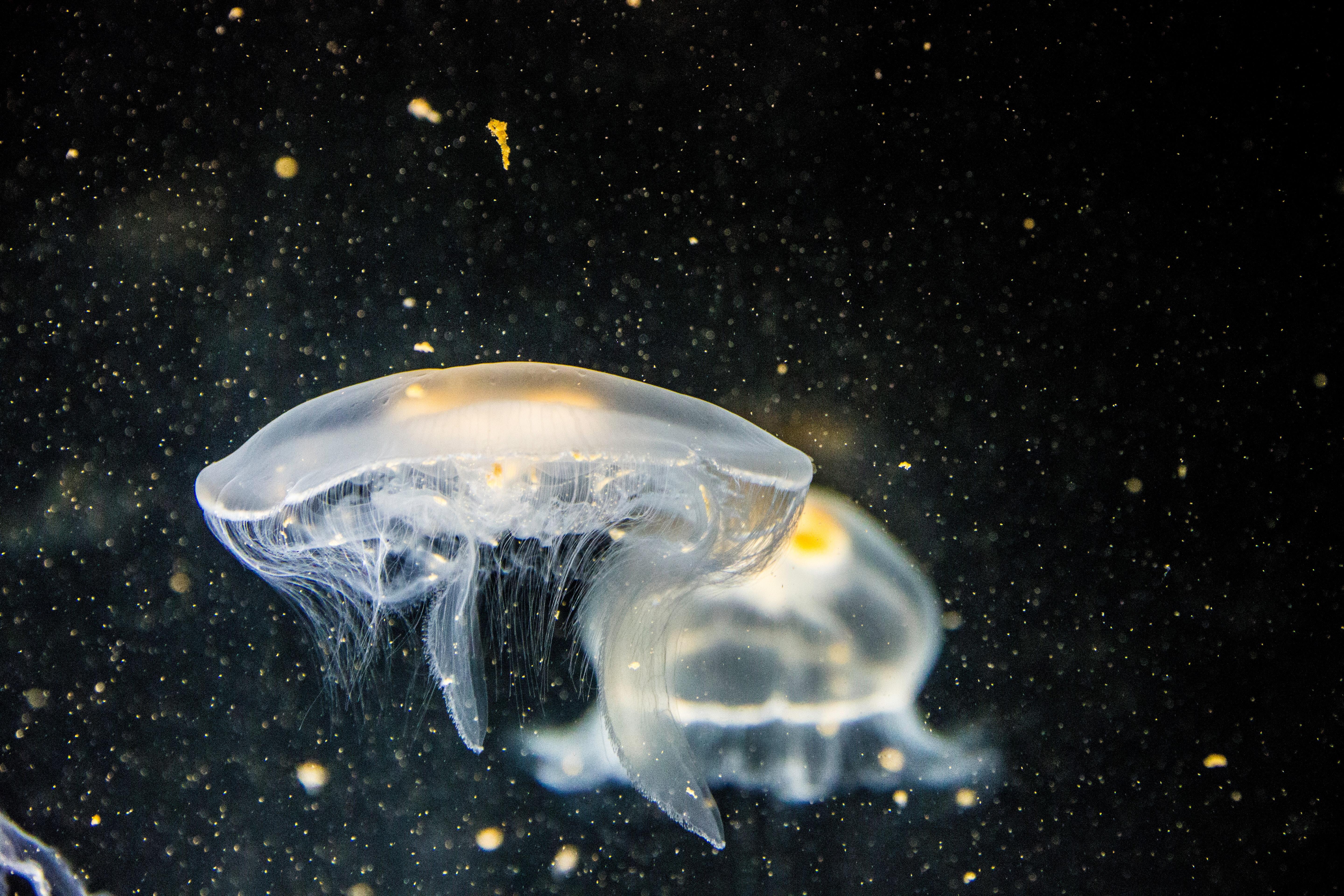 5760x3840 5760x3840 #render, #water, #bubble, #jellyfish, #underwater, #white, #wallpaper, #nature, #Free picture, #yellow, #tentacle, #smoke, #animal, #ocean, #black, #jelly, #fish, #colorful, #translucent, #graphic, # dark. Mocah HD Wallpaper