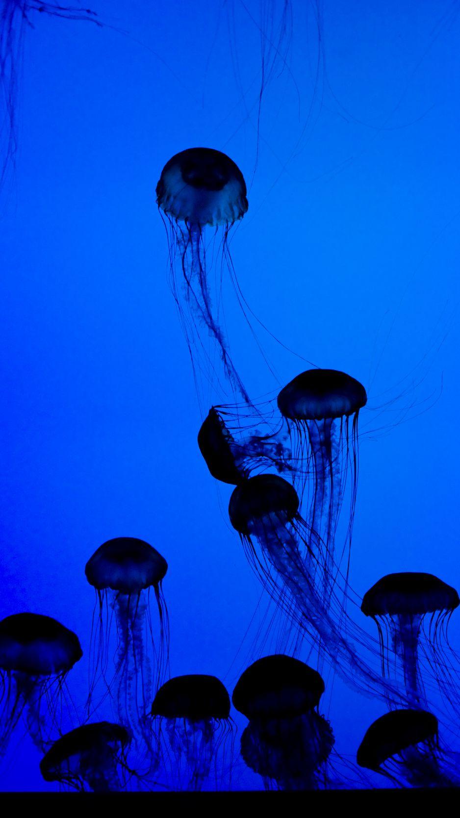 938x1668 Download Wallpaper 938x1668 Jellyfish, Tentacles, Underwater World, Dark, Blue Iphone 8 7 6s 6 For Parallax HD Background
