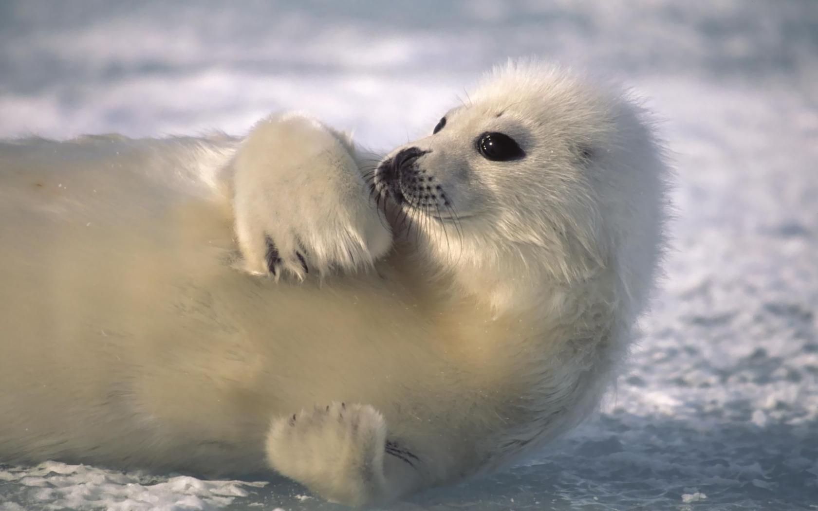 1680x1050 Free download Baby seal wallpaper 6689 [1680x1050] for your Desktop, Mobile & Tablet. Explore Baby Seal Wallpaper. Seal Team 6 Wallpaper, Free Navy Seal Wallpaper, Seals Wallpaper
