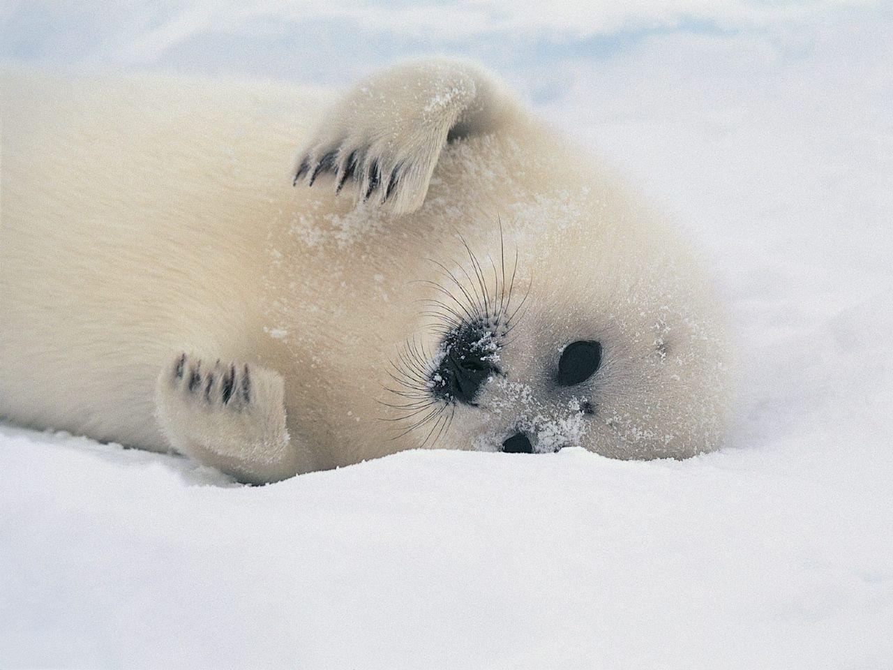 1280x960 Animals: Harp Seal Pup, picture nr. 39907