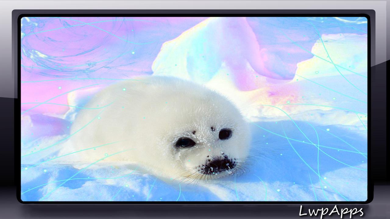 1280x720 Baby Seal Wallpaper for Android