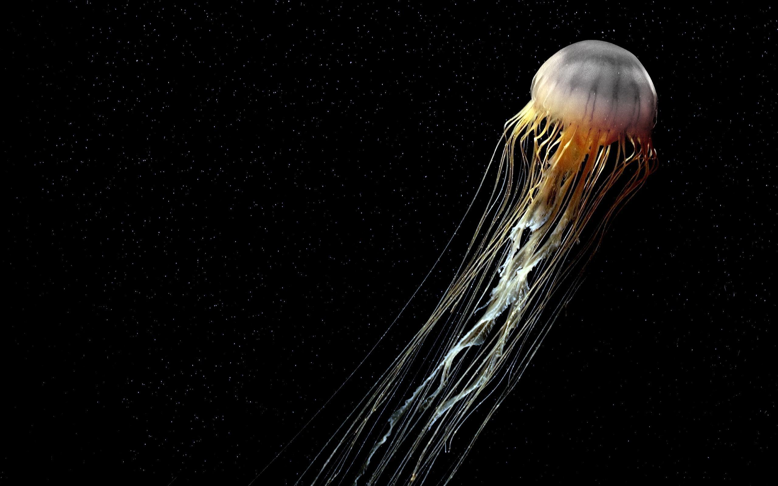 2560x1600 Jellyfish Wallpaper Download Free