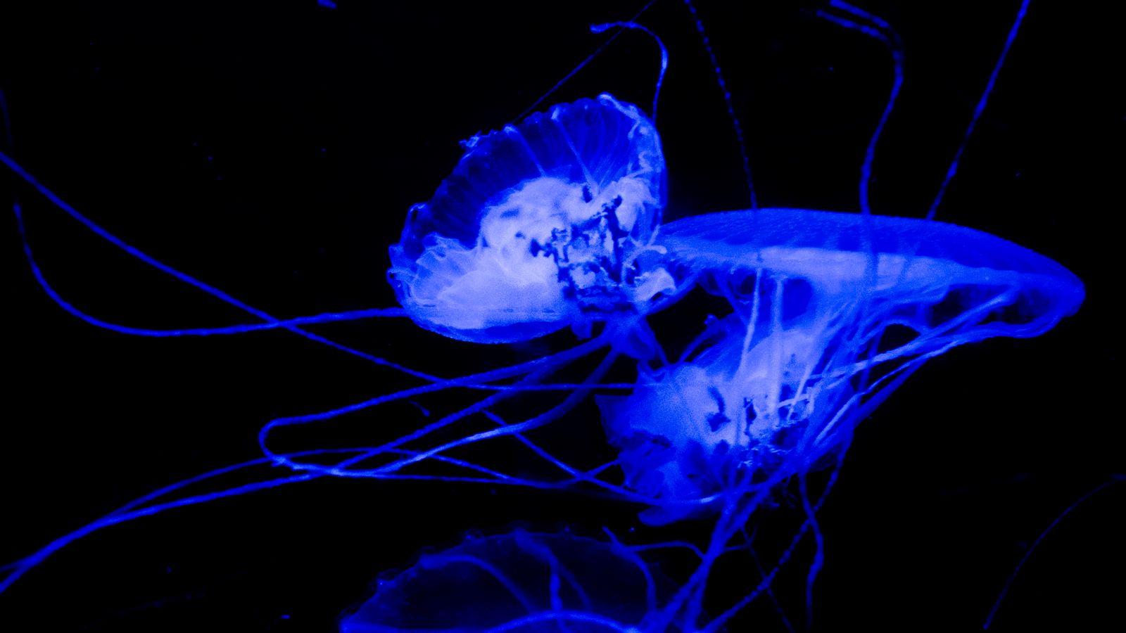 1600x900 Download wallpaper 1600x900 jellyfish, tentacle, dark, beautiful, black widescreen 16:9 HD background