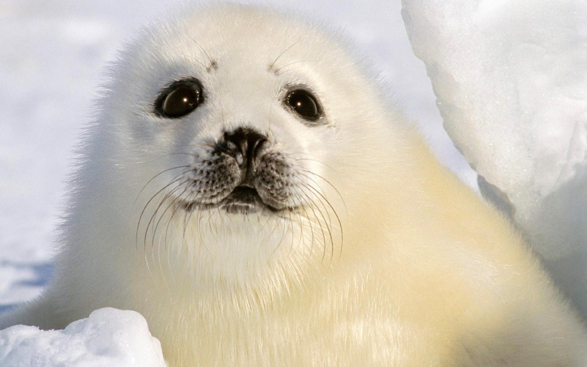 1920x1200 Cartoon Baby Seal Wallpaper