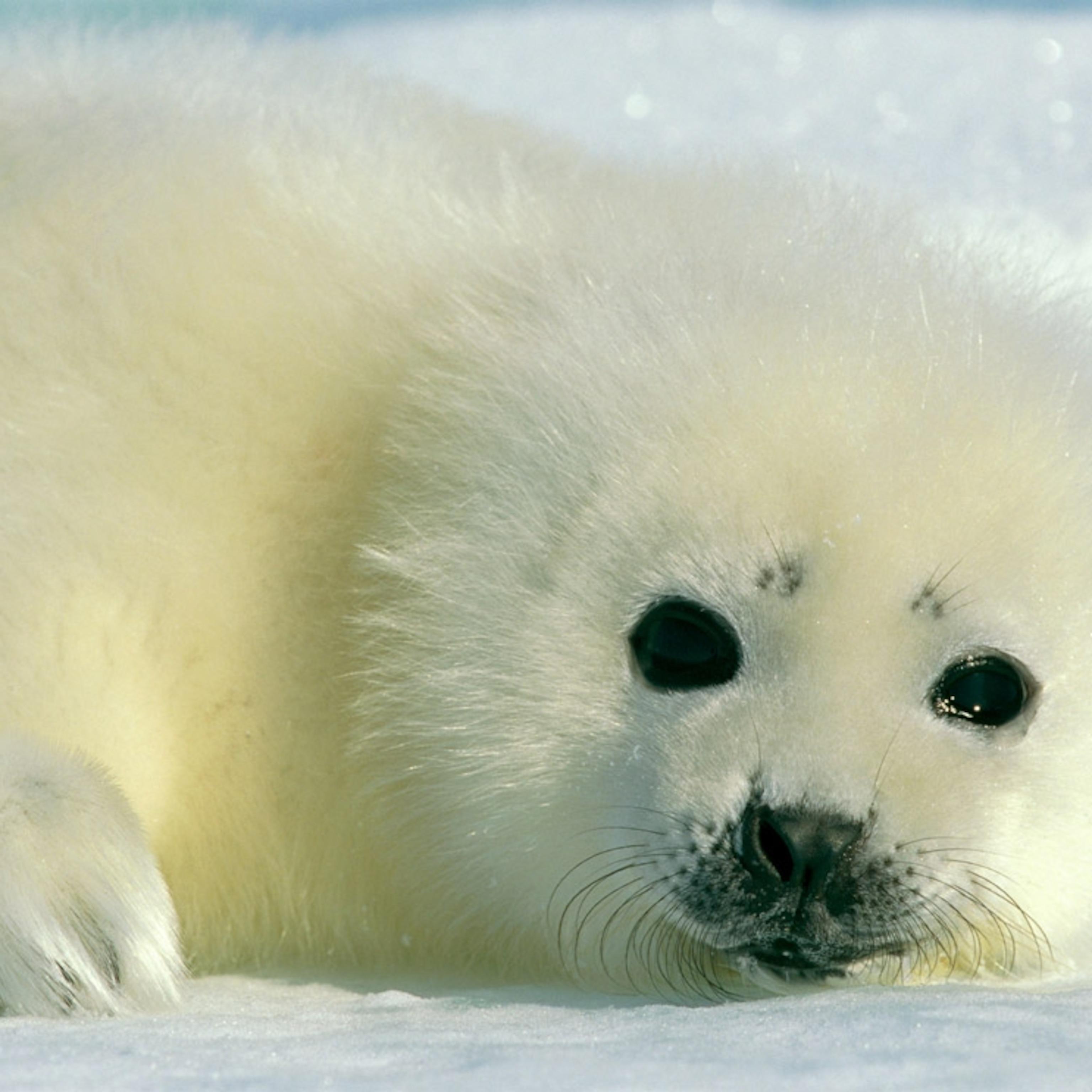 3072x3072 Baby Animal Picture