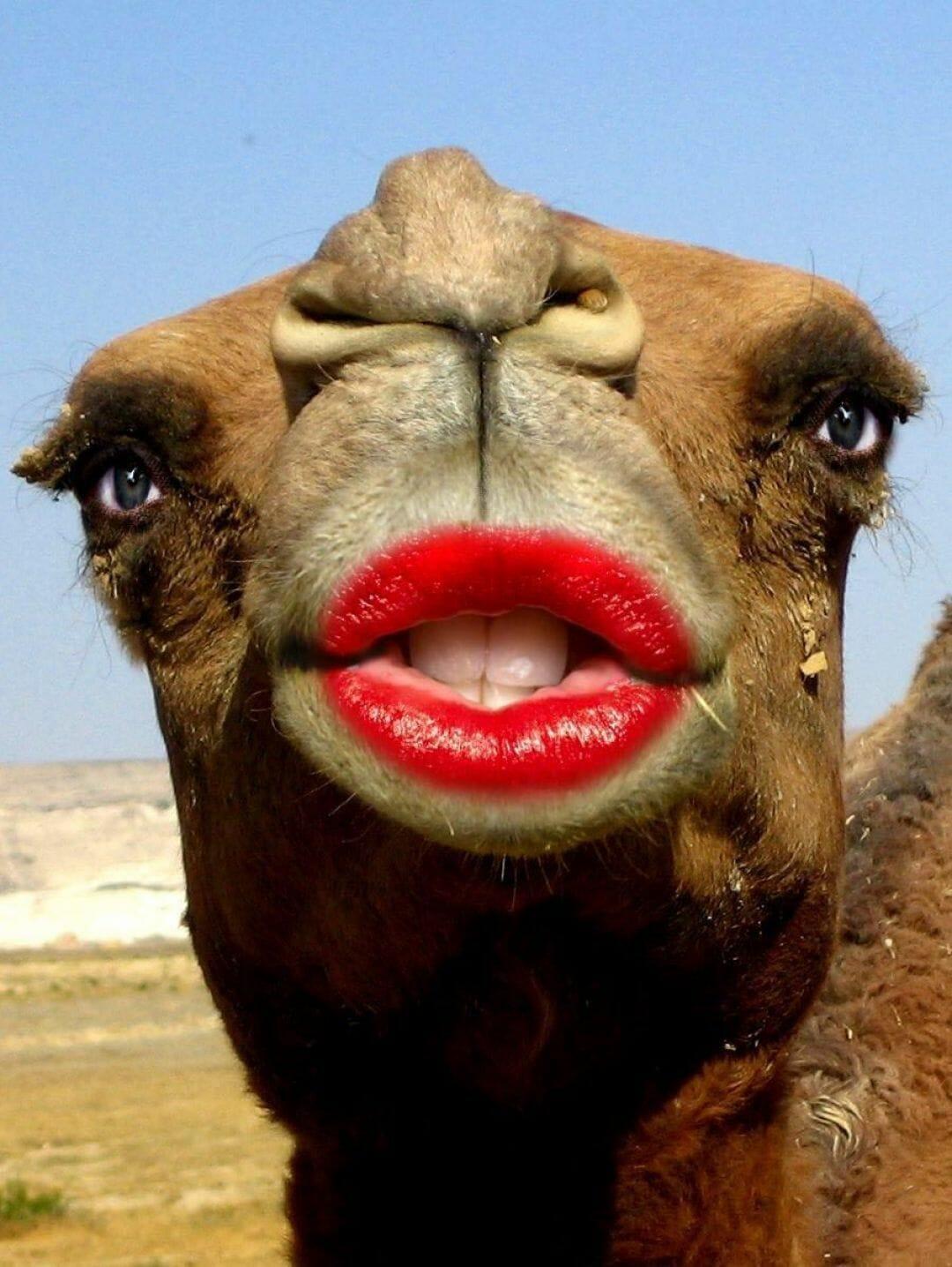 Огромные висячие губы. Смешной верблюд. Верблюд улыбается. Губы верблюда. Смешная морда.