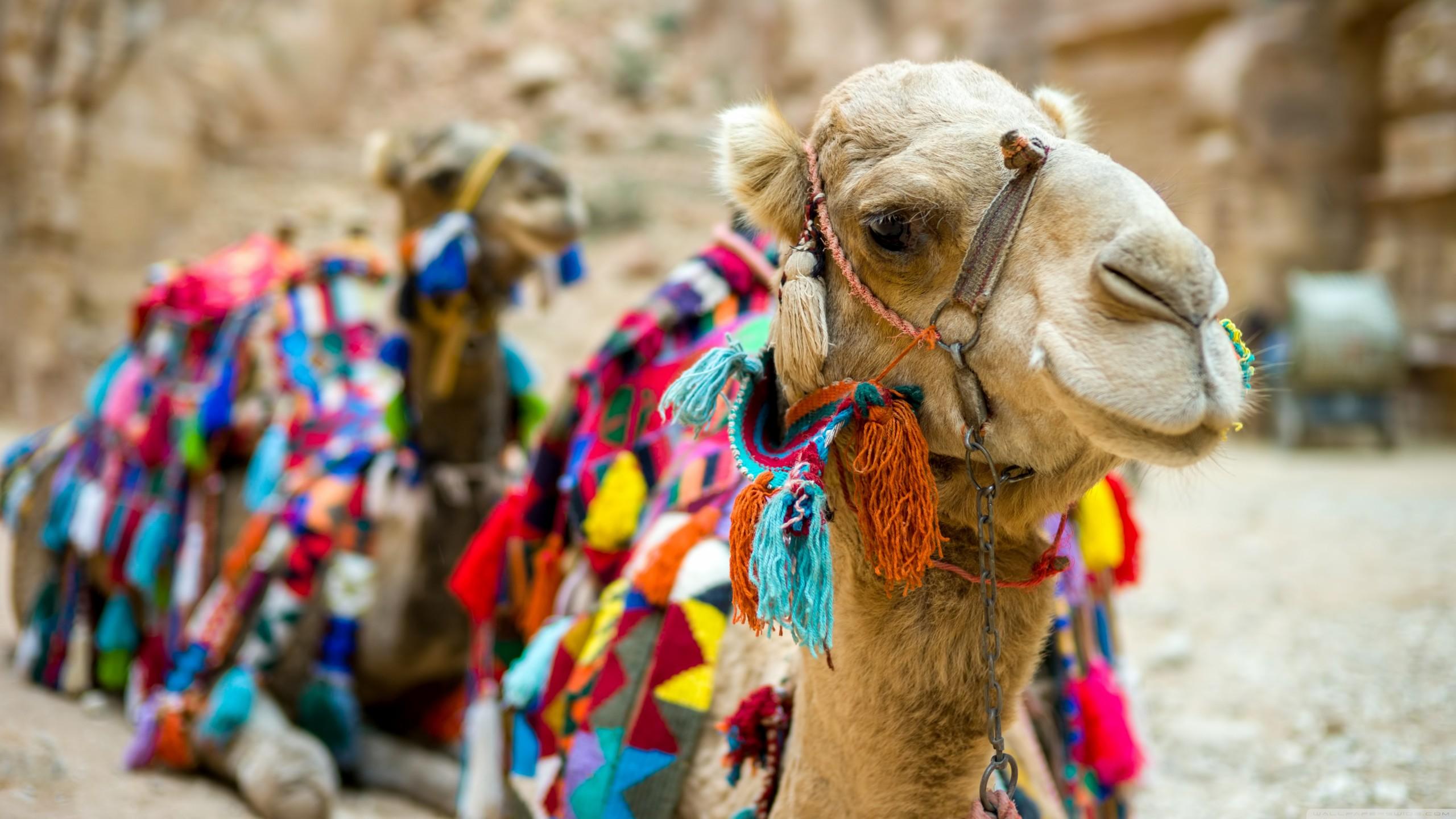 2560x1440 Wallpaper Camel, cute animals, funny, Animals