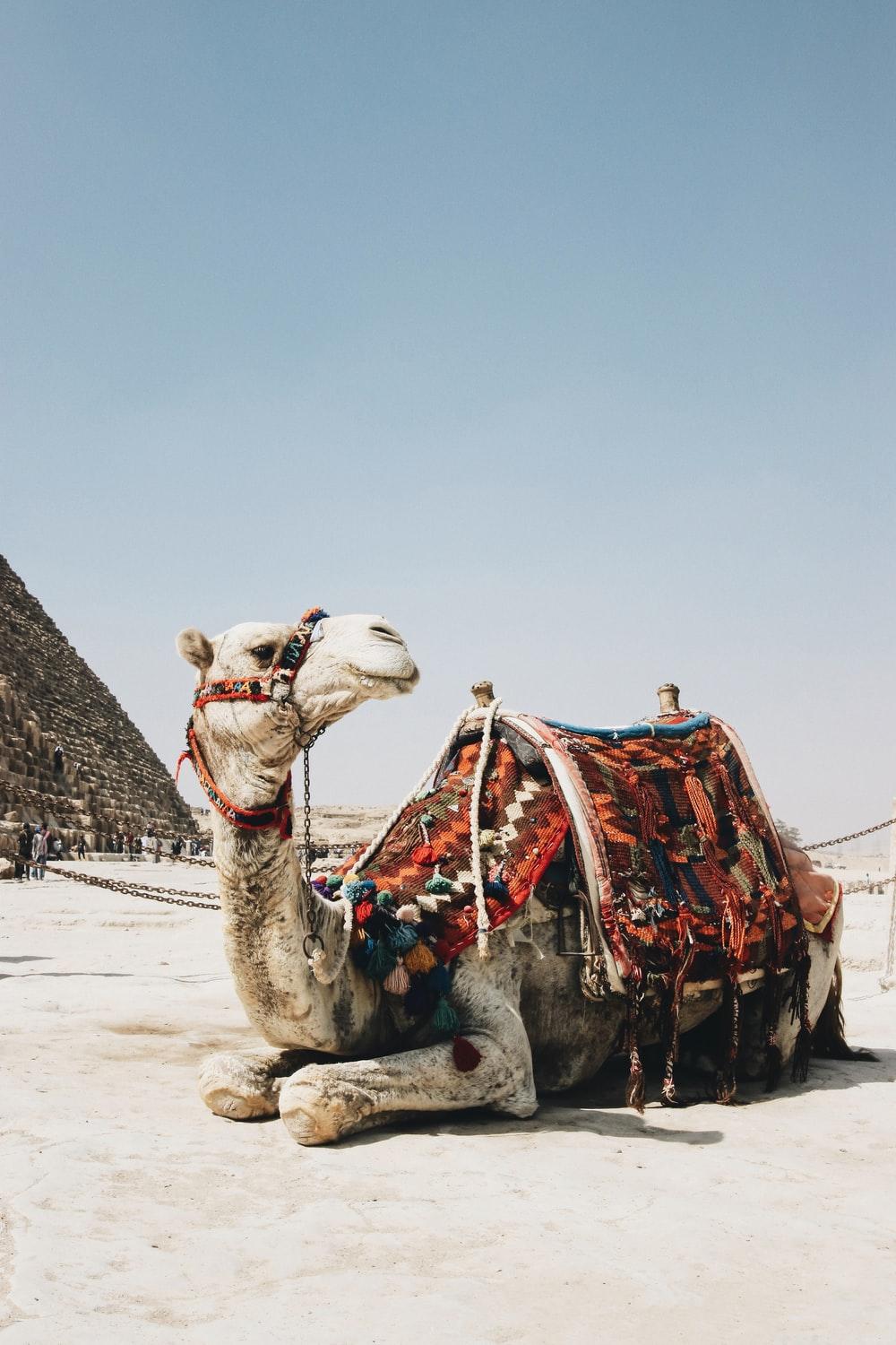 1000x1500 Camel Image [HD]. Download Free Picture