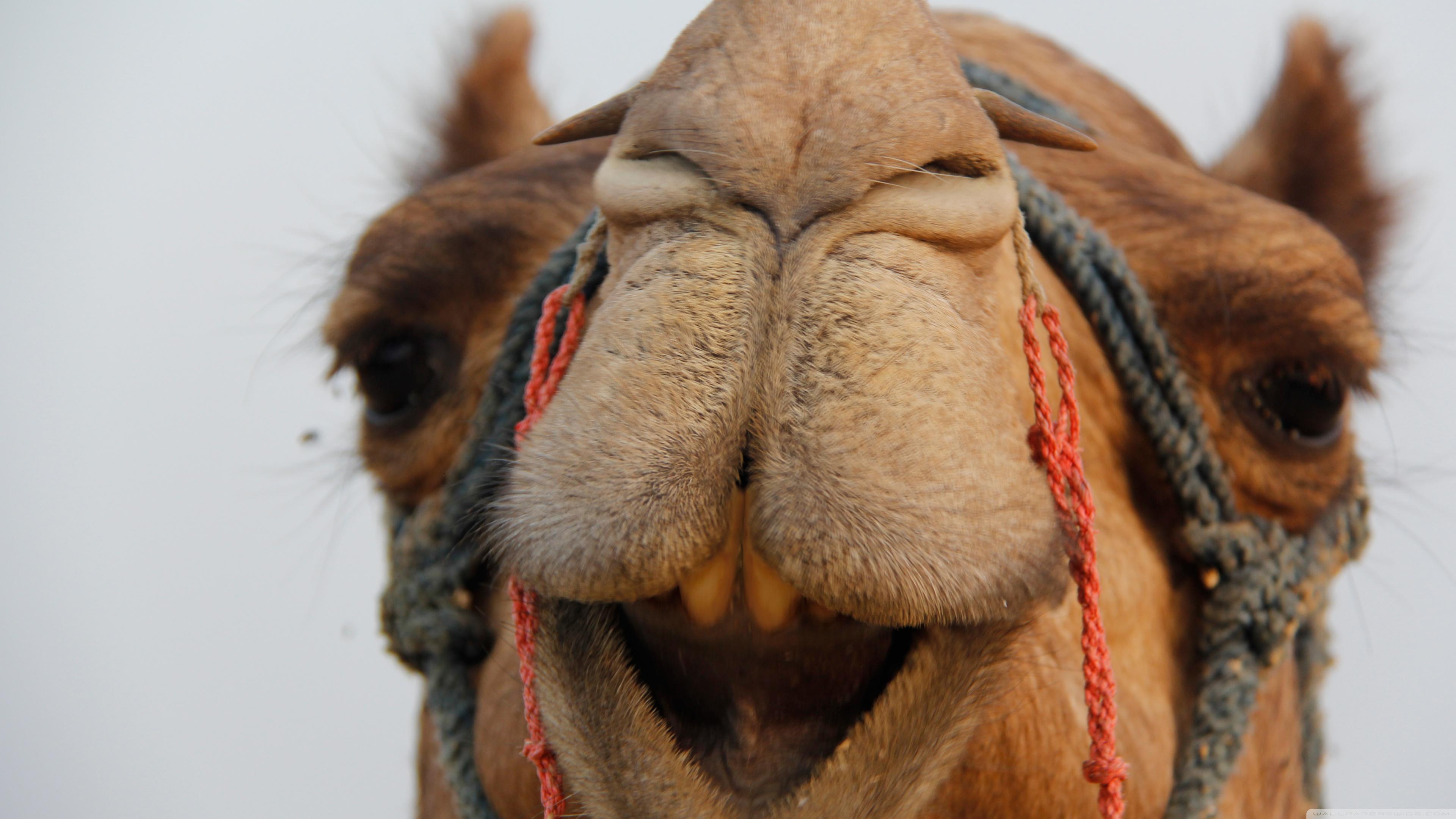3840x2160 Camel Ultra HD Desktop Background Wallpaper for 4K UHD TV : Widescreen & UltraWide Desktop & Laptop