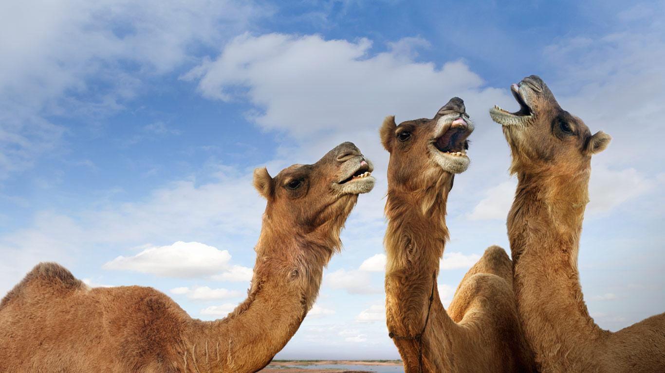 1366x768 Camel wallpaperx768