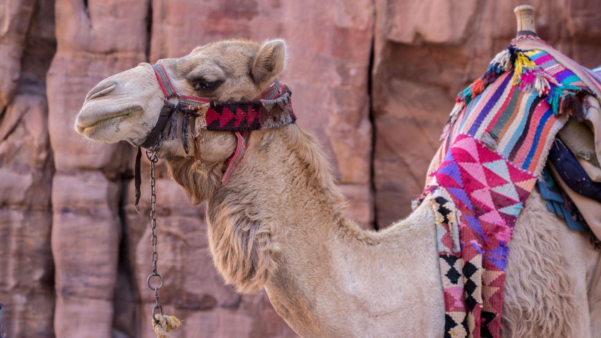 1920x1080 Animal Camel Wallpaper