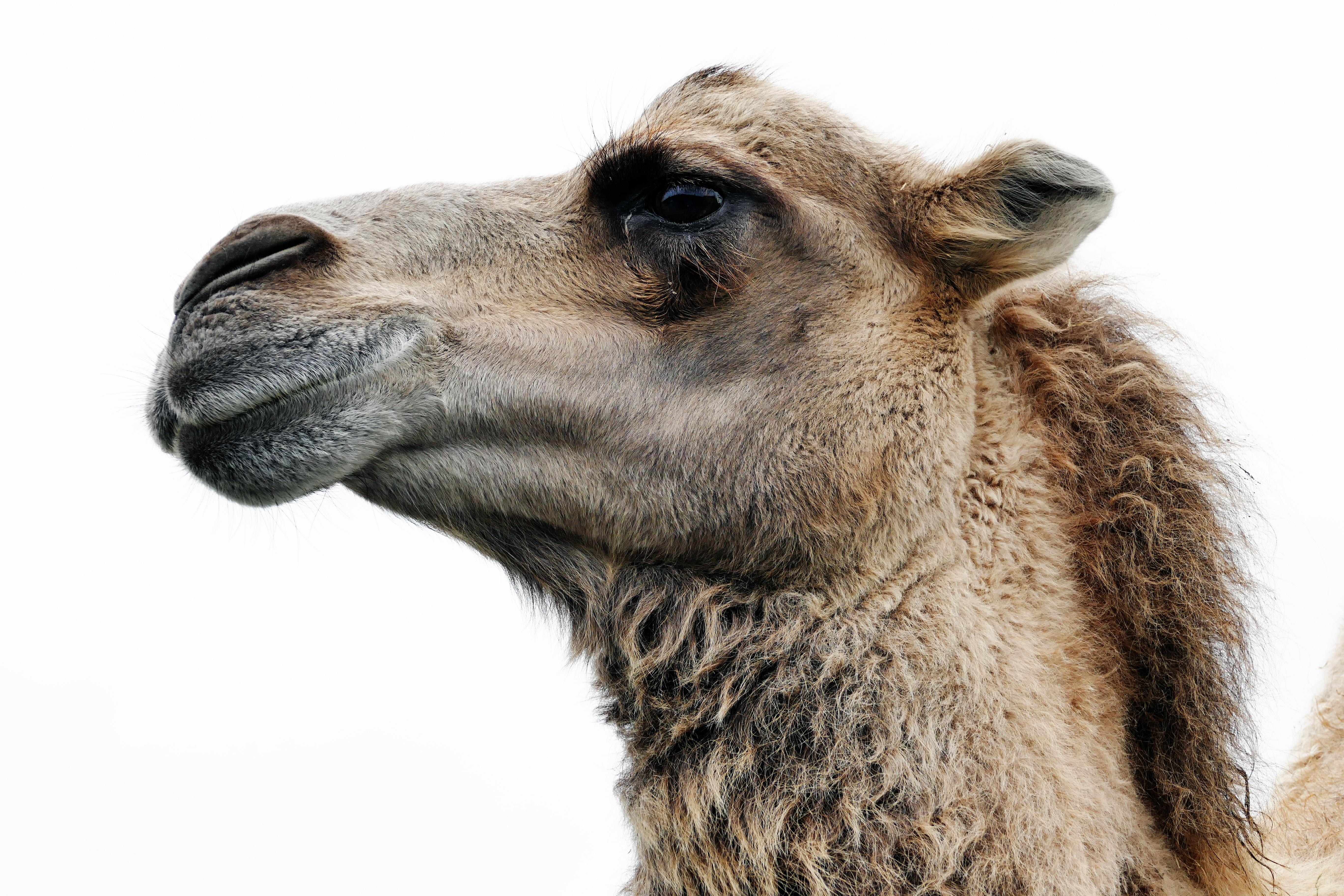 5472x3648 Close Up Photo of Camel · Free